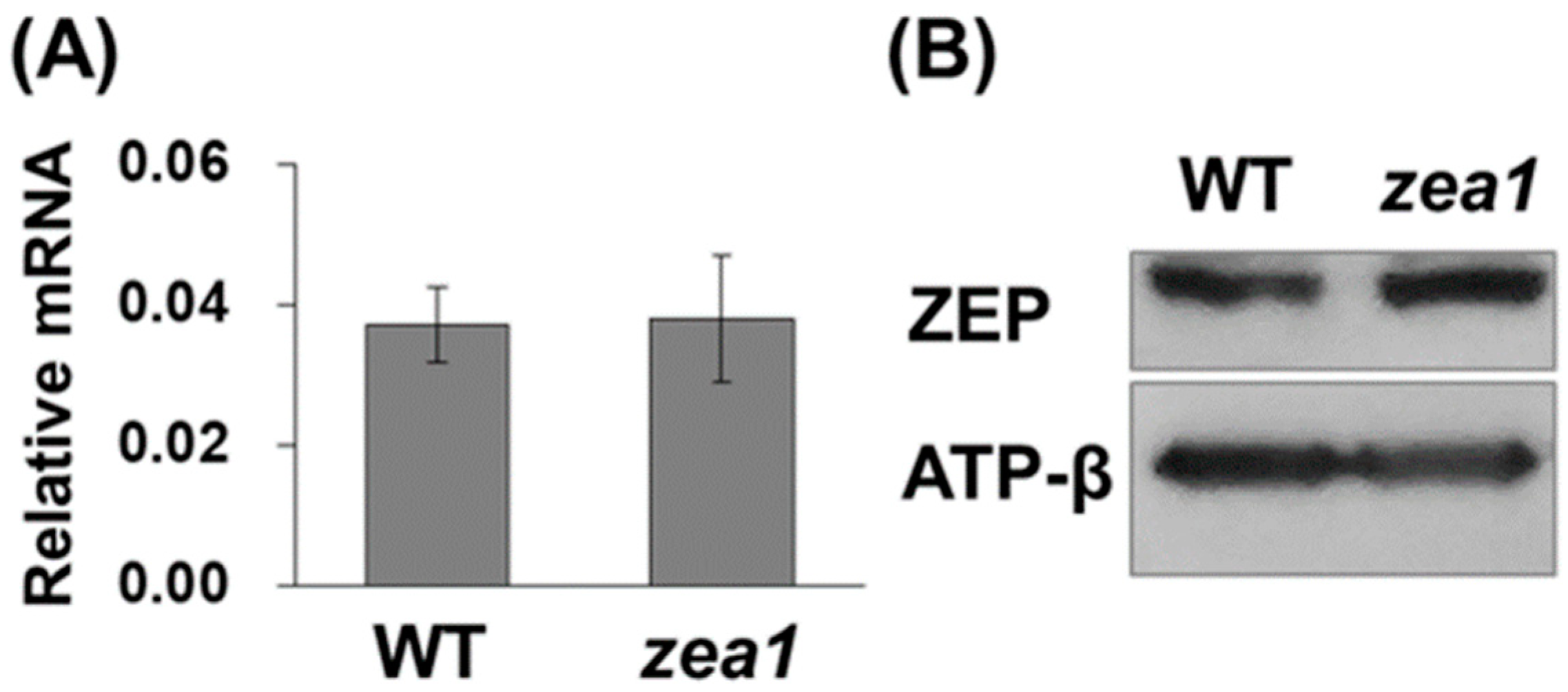 Marinedrugs 16 00418 g005 Marinedrugs 16 00418 g005