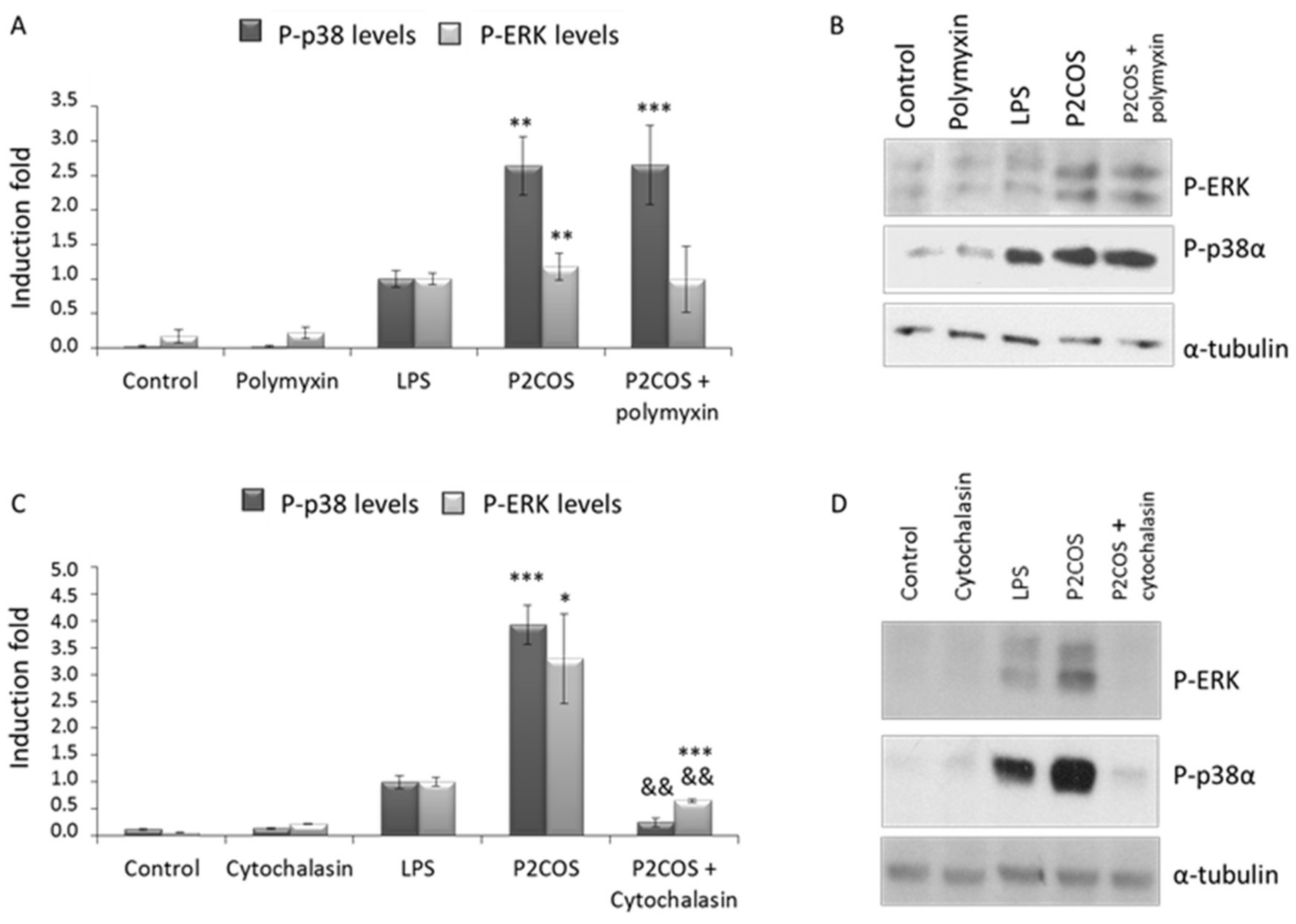 Marinedrugs 16 00430 g007 Marinedrugs 16 00430 g007
