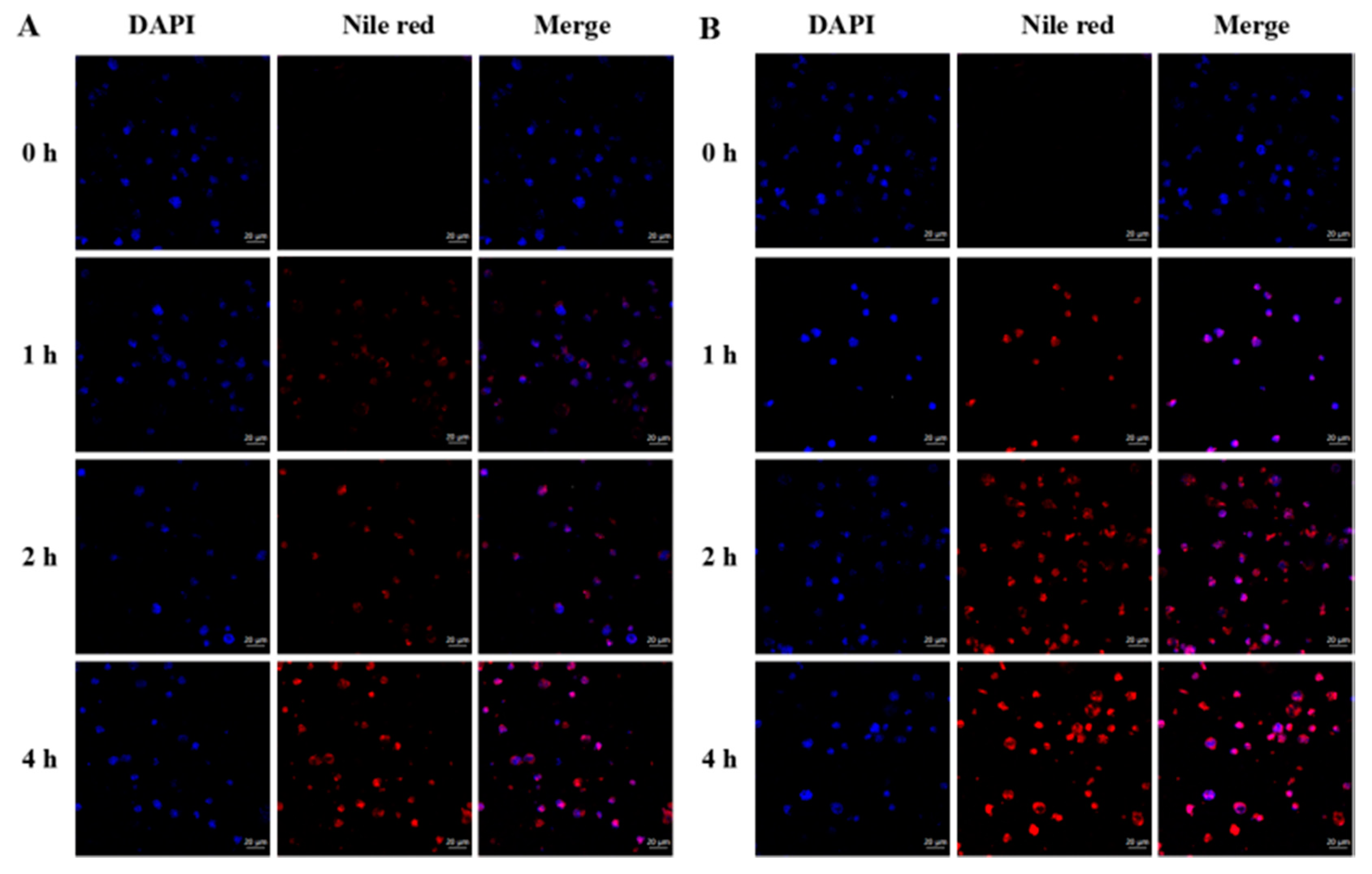 Marinedrugs 16 00439 g008 Marinedrugs 16 00439 g008