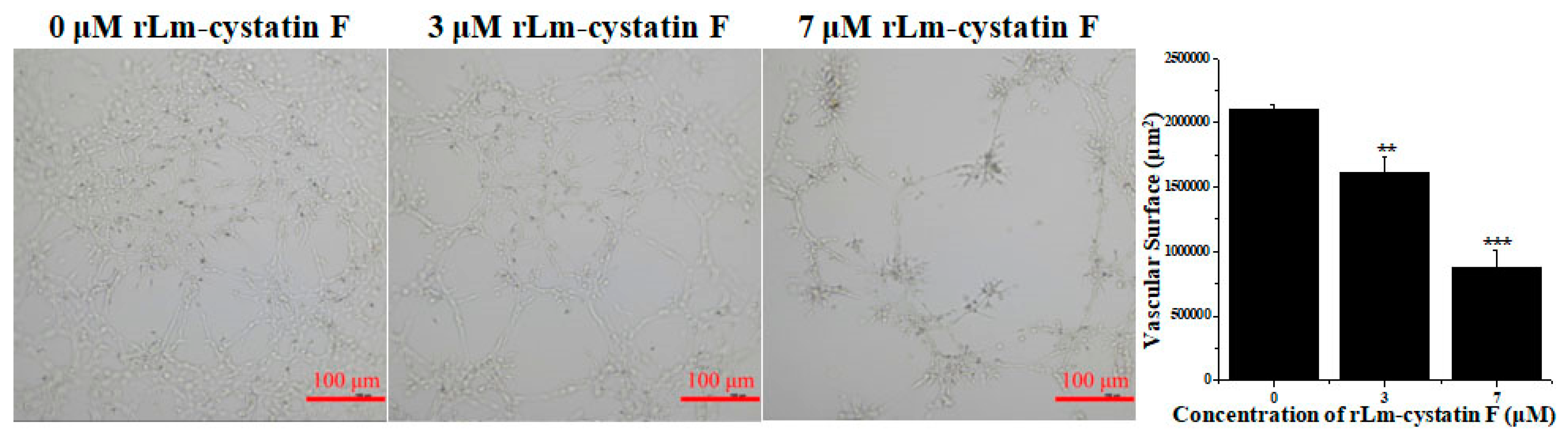 Marinedrugs 16 00477 g010