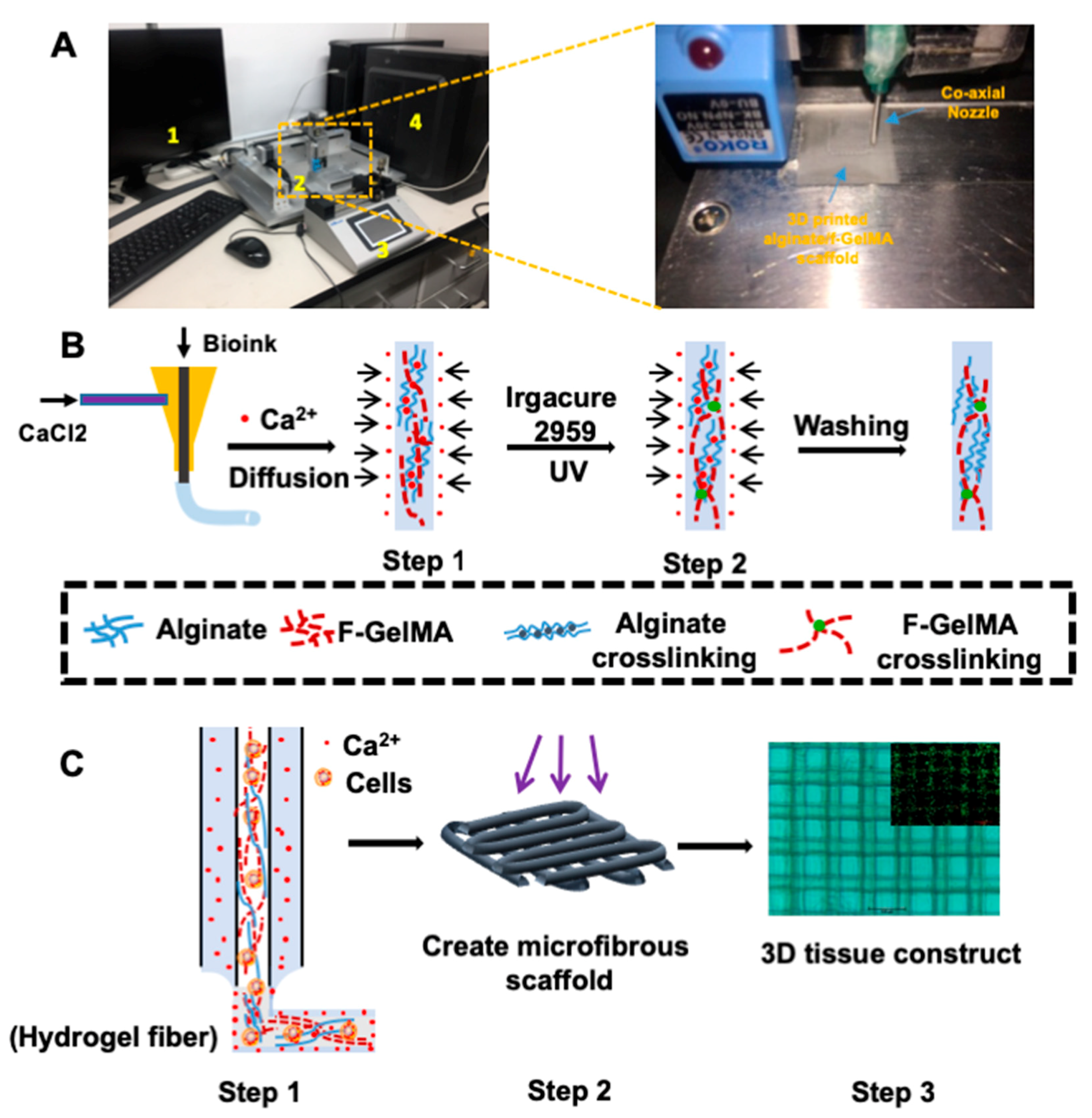 Marinedrugs 16 00484 g005