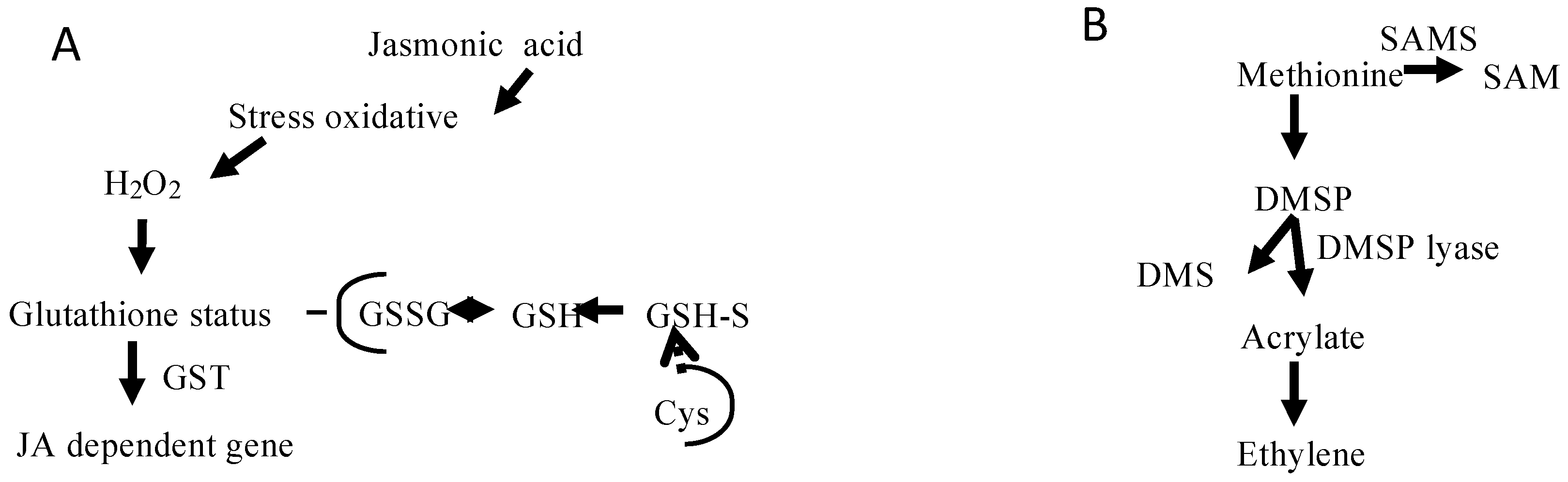 Marinedrugs 16 00490 g004 Marinedrugs 16 00490 g004