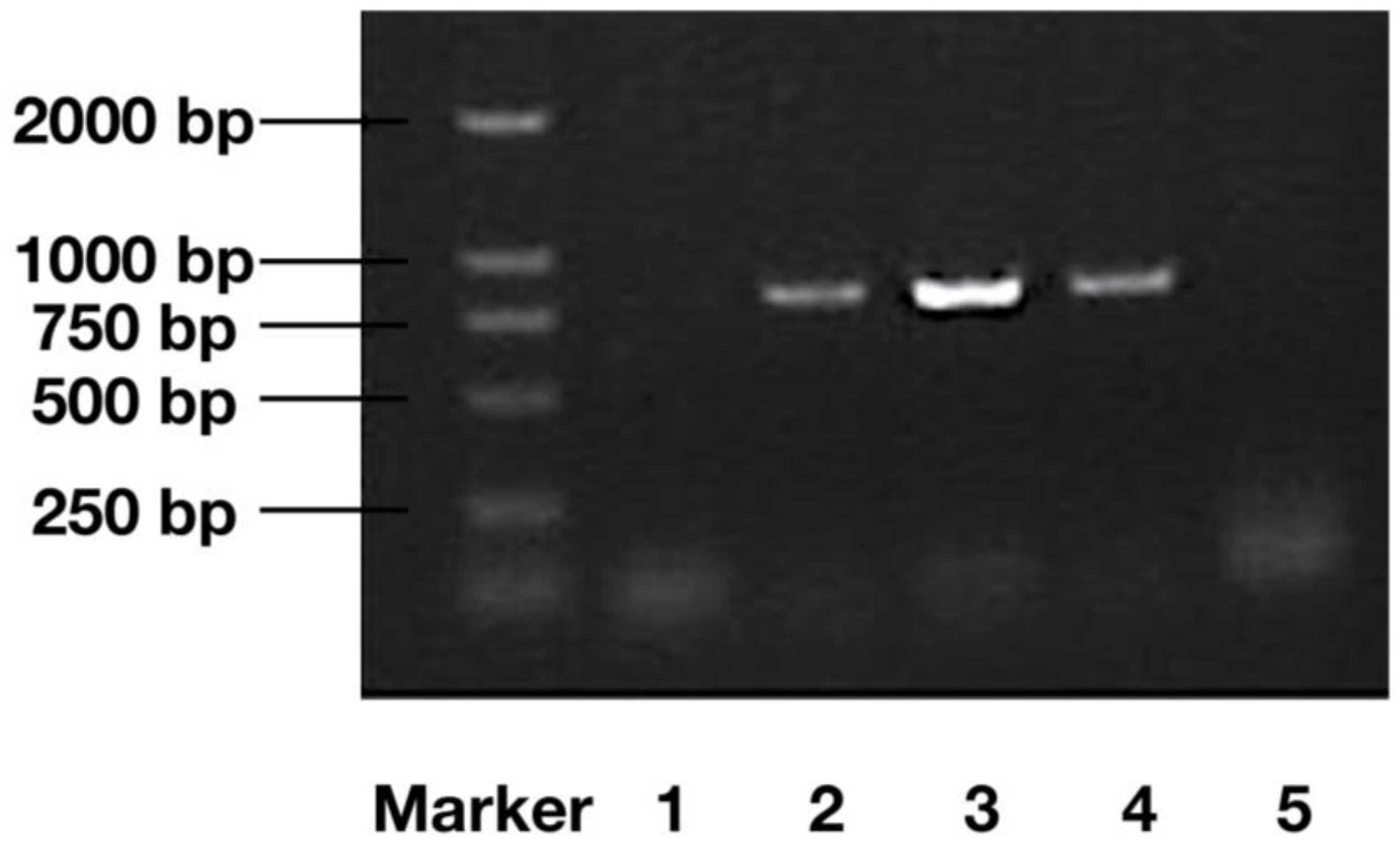 Marinedrugs 16 00493 g001 Marinedrugs 16 00493 g001