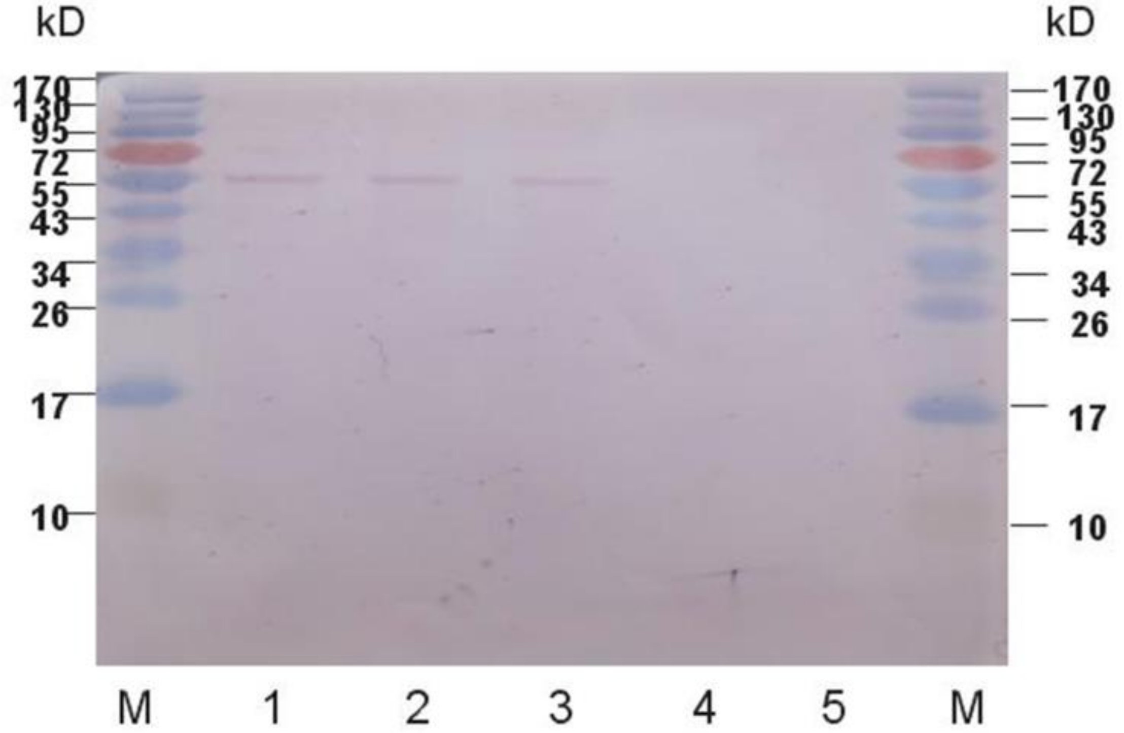 Marinedrugs 16 00493 g004 Marinedrugs 16 00493 g004