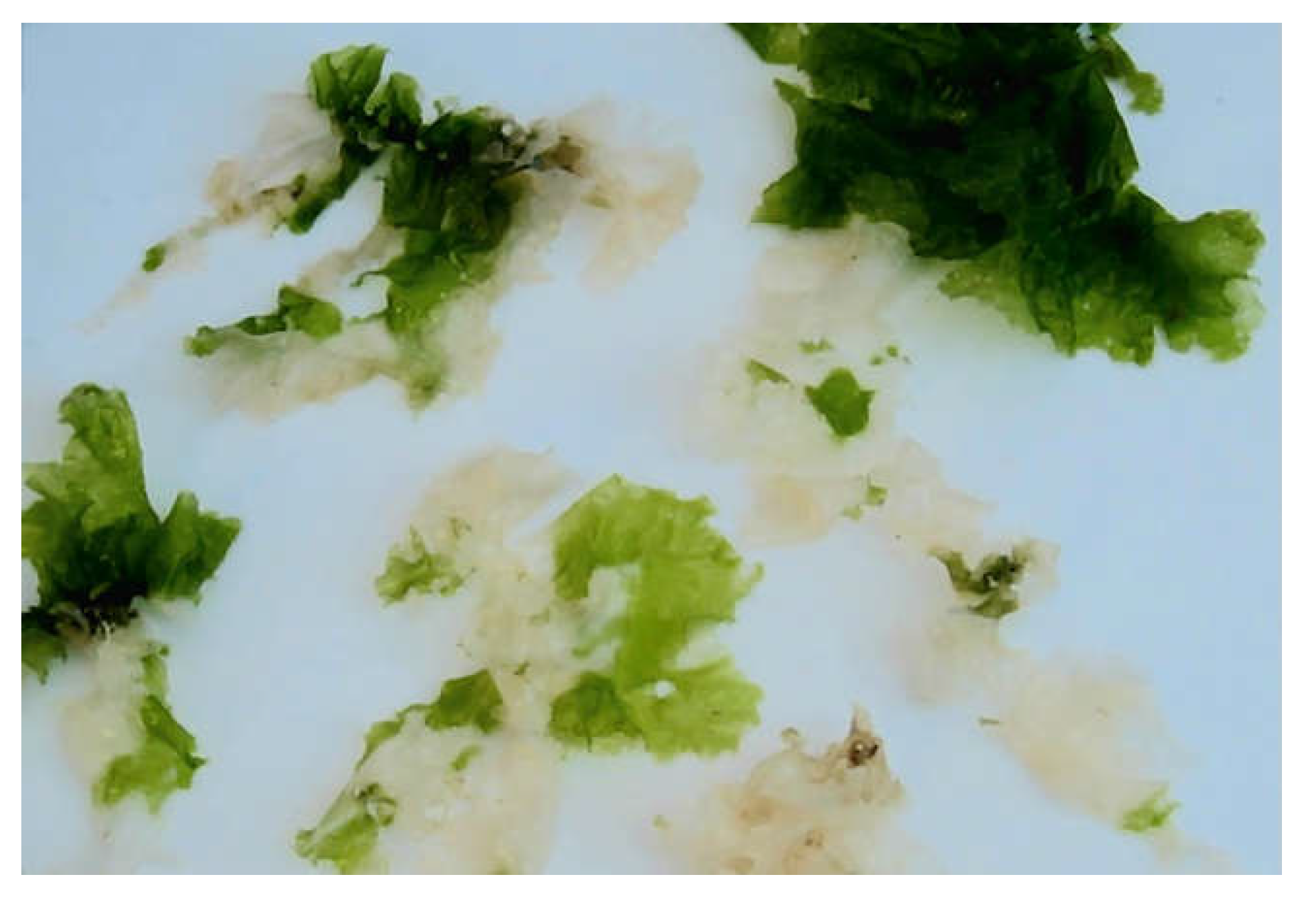 Marinedrugs 16 00494 g001 Marinedrugs 16 00494 g001