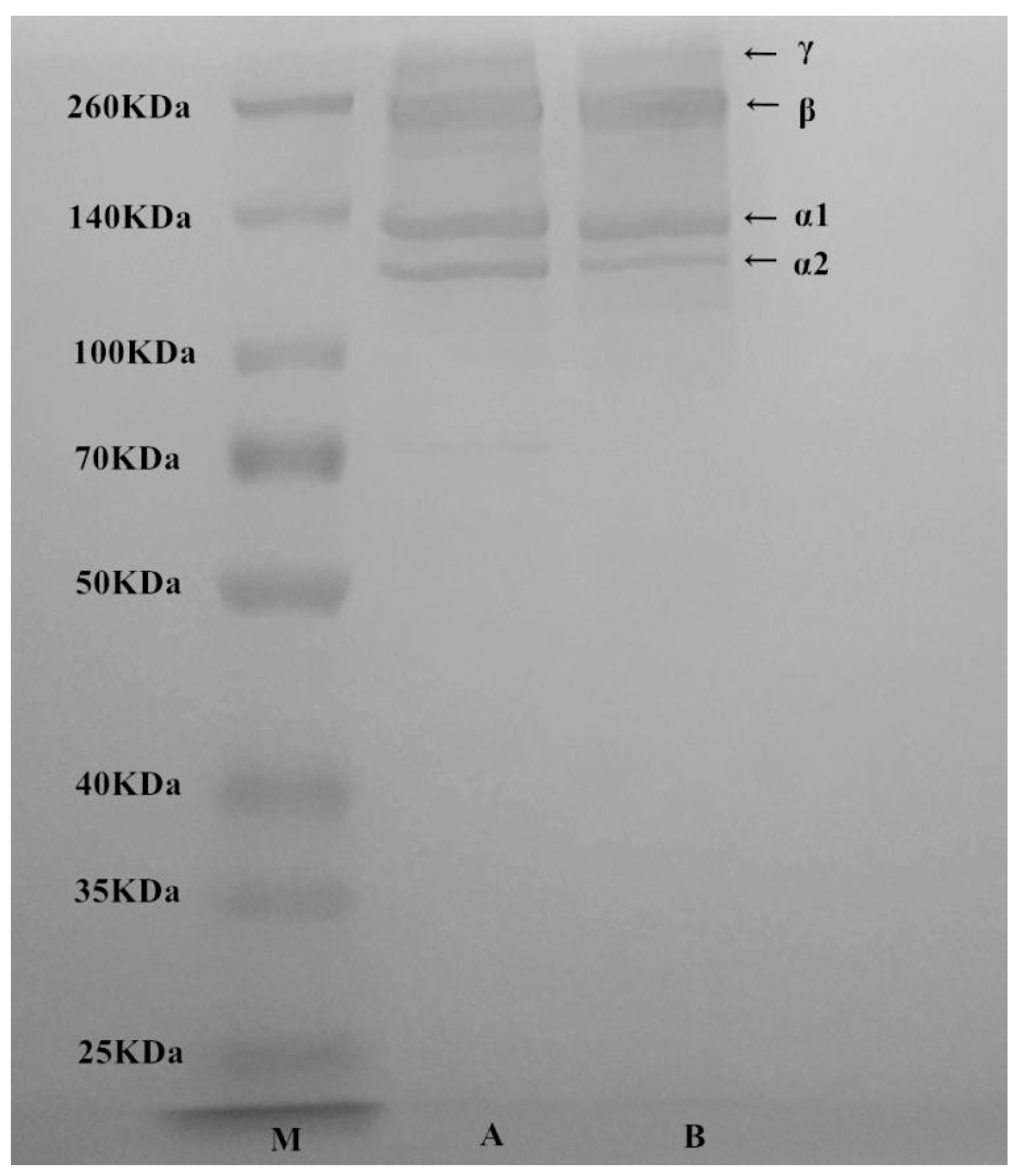 Marinedrugs 17 00025 g001