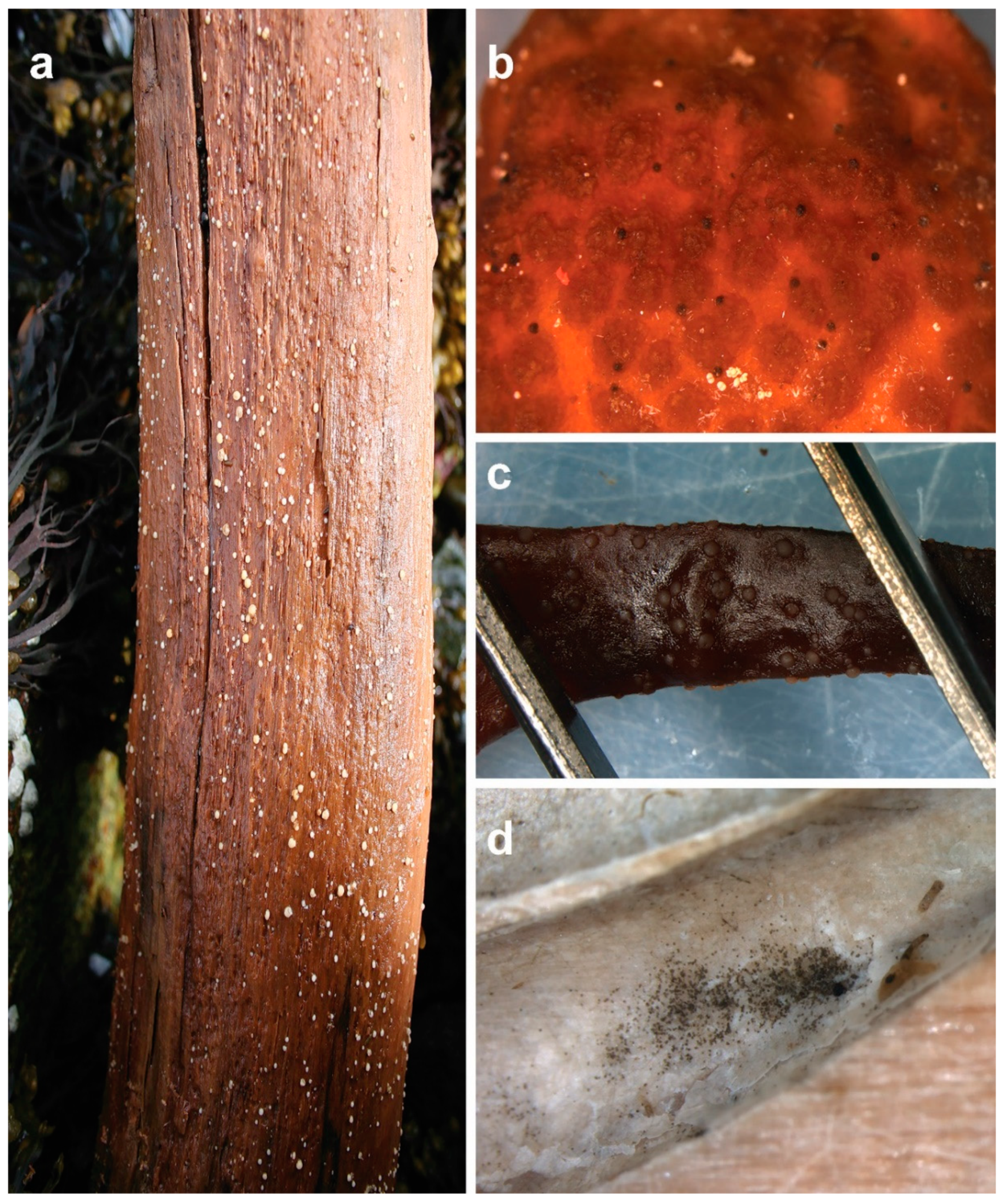 Marinedrugs 17 00042 g001