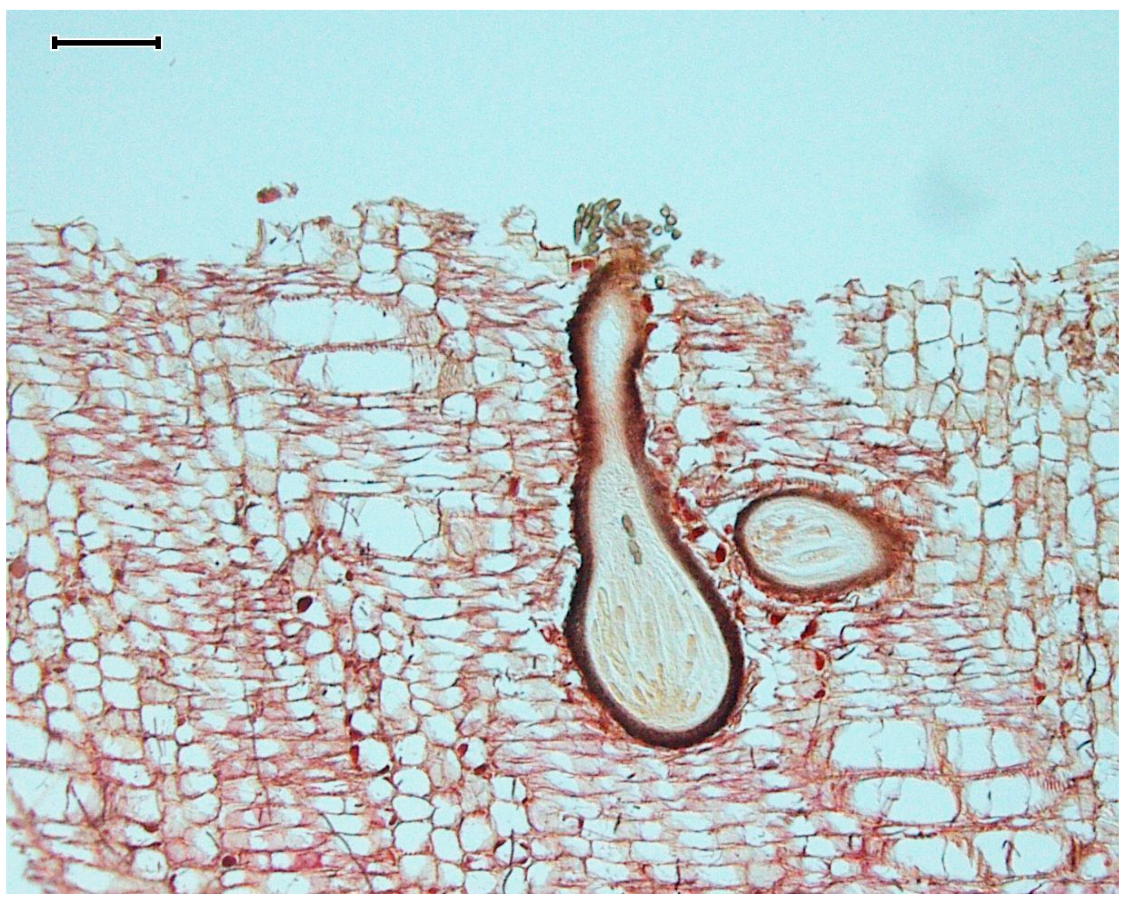 Marinedrugs 17 00042 g002