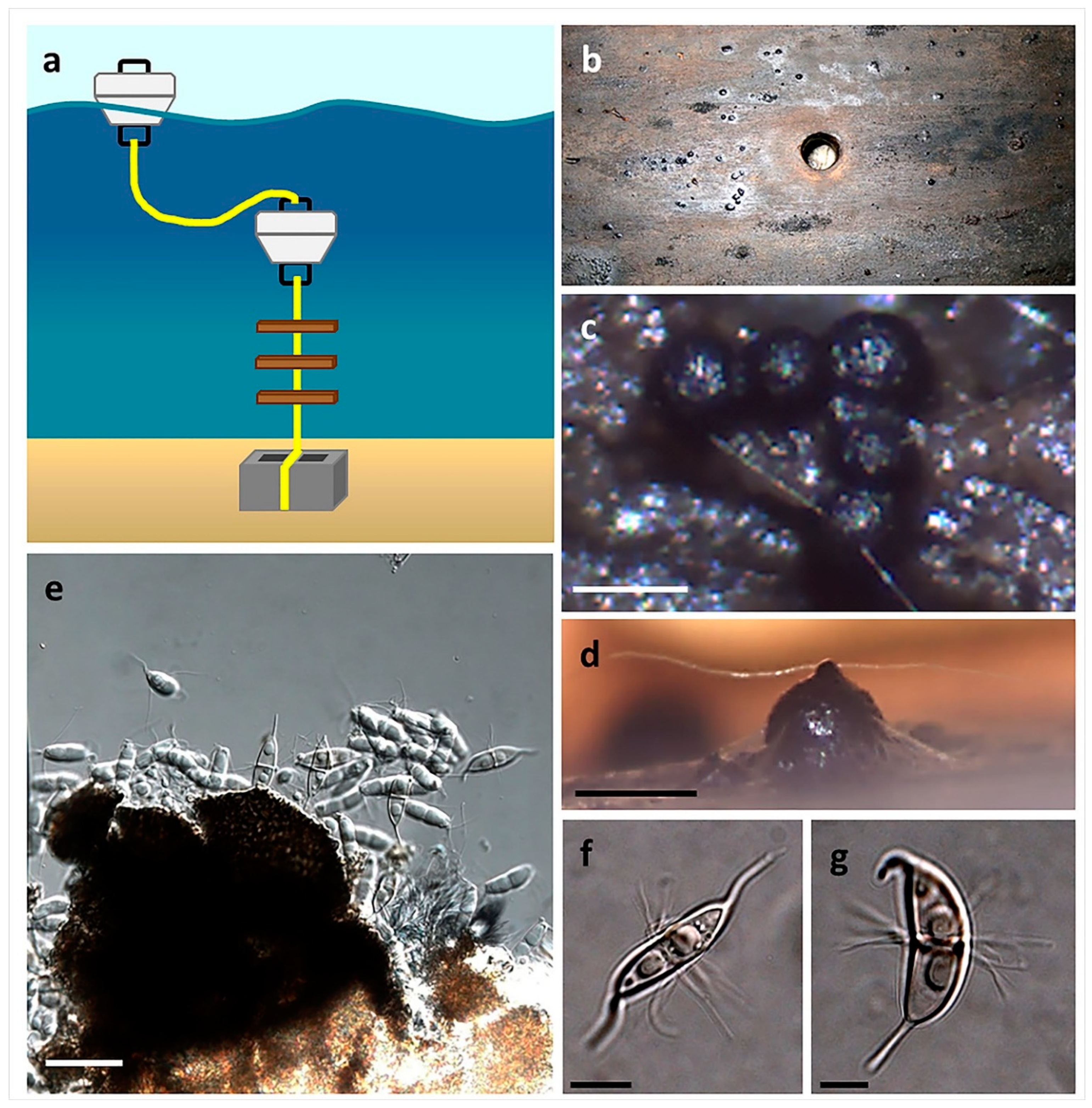 Marinedrugs 17 00042 g008