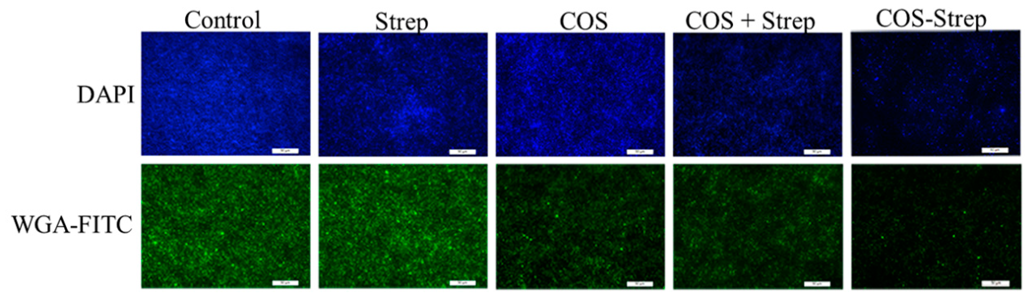 Marinedrugs 17 00043 g007 Marinedrugs 17 00043 g007