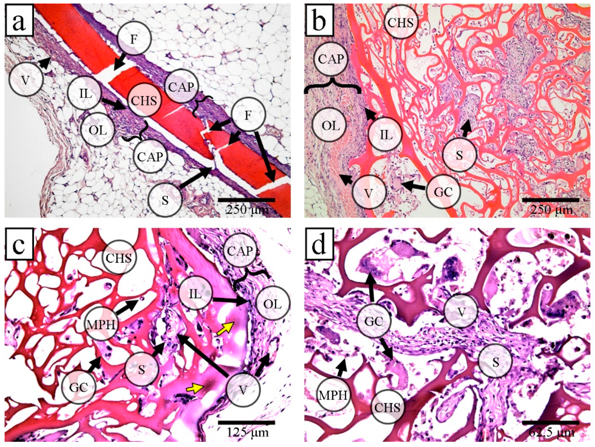 Marinedrugs 17 00048 g006 Marinedrugs 17 00048 g006