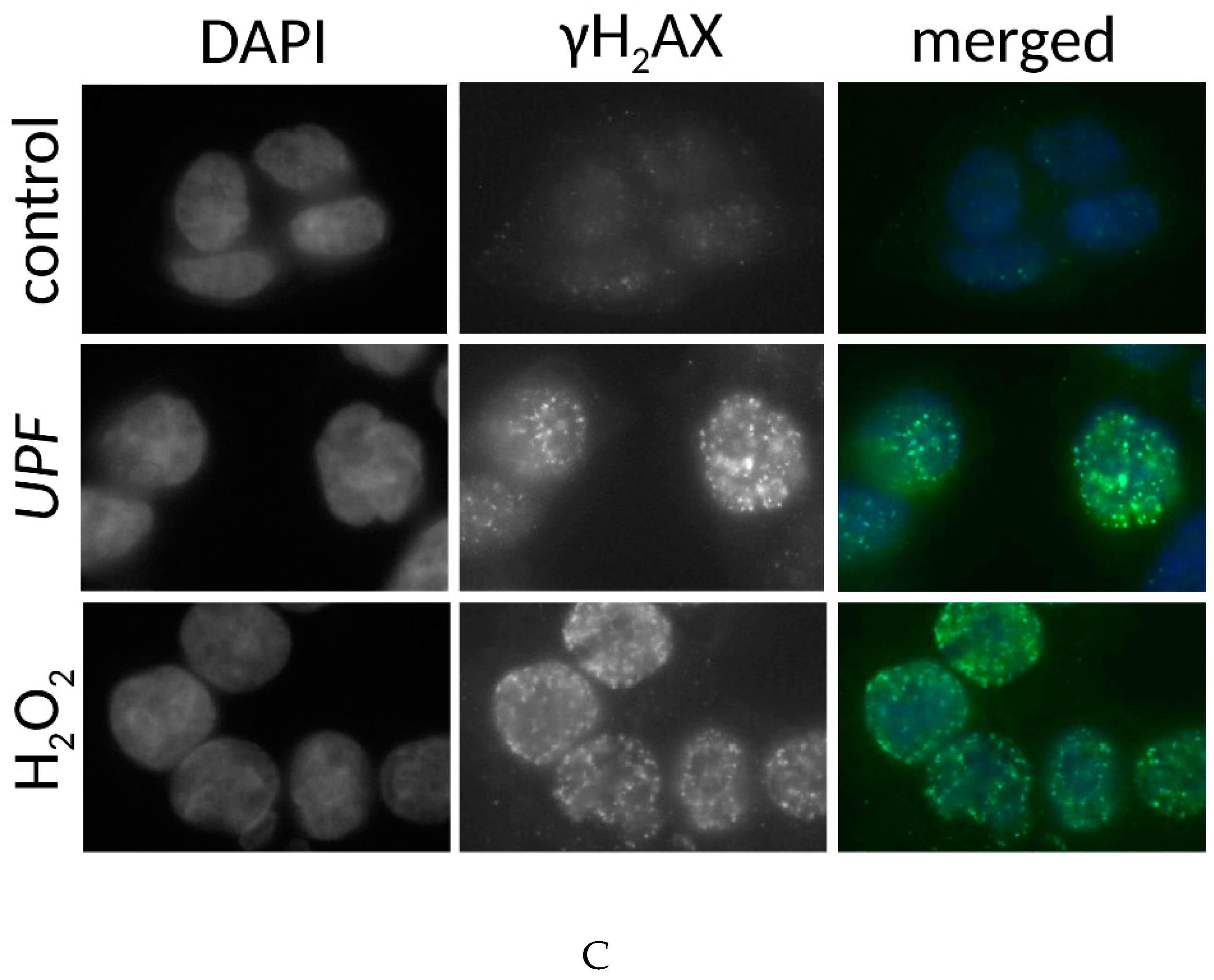 Marinedrugs 17 00054 g004b Marinedrugs 17 00054 g004b