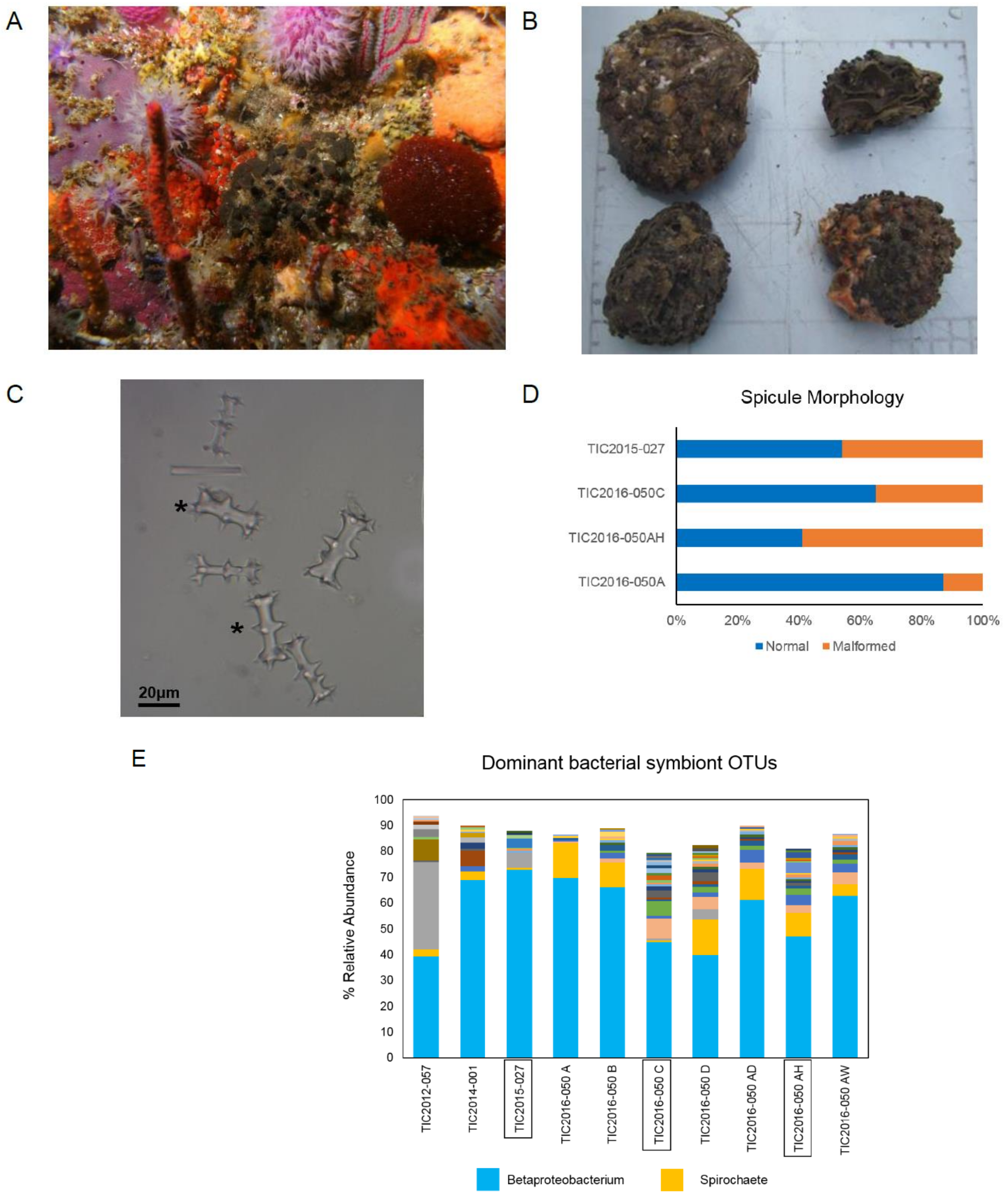 Marinedrugs 17 00060 g001 Marinedrugs 17 00060 g001