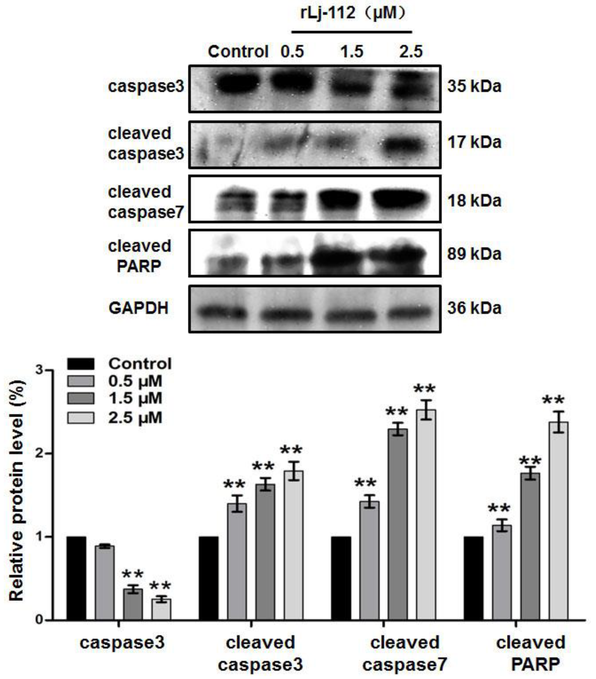 Marinedrugs 17 00075 g004 Marinedrugs 17 00075 g004