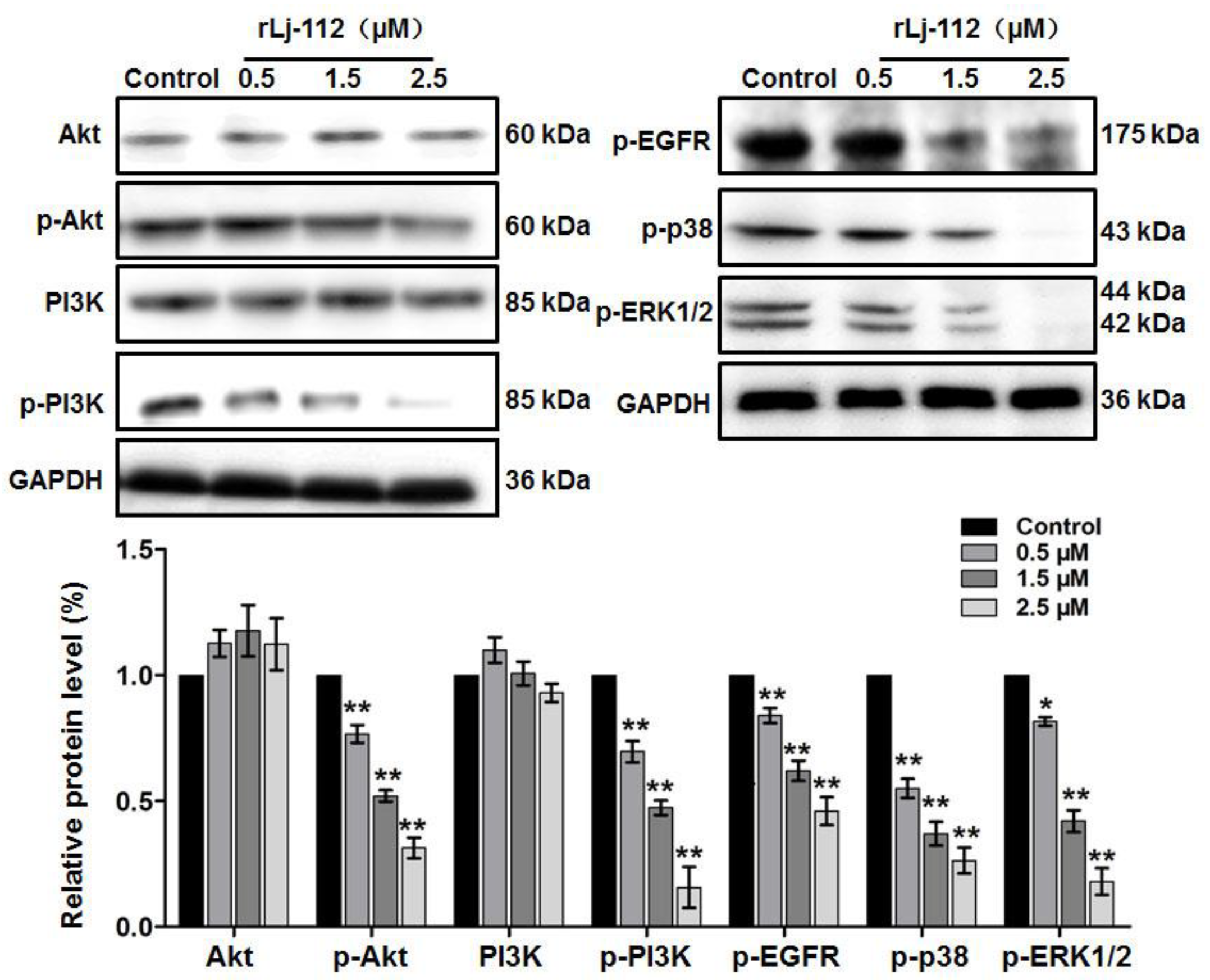 Marinedrugs 17 00075 g007 Marinedrugs 17 00075 g007