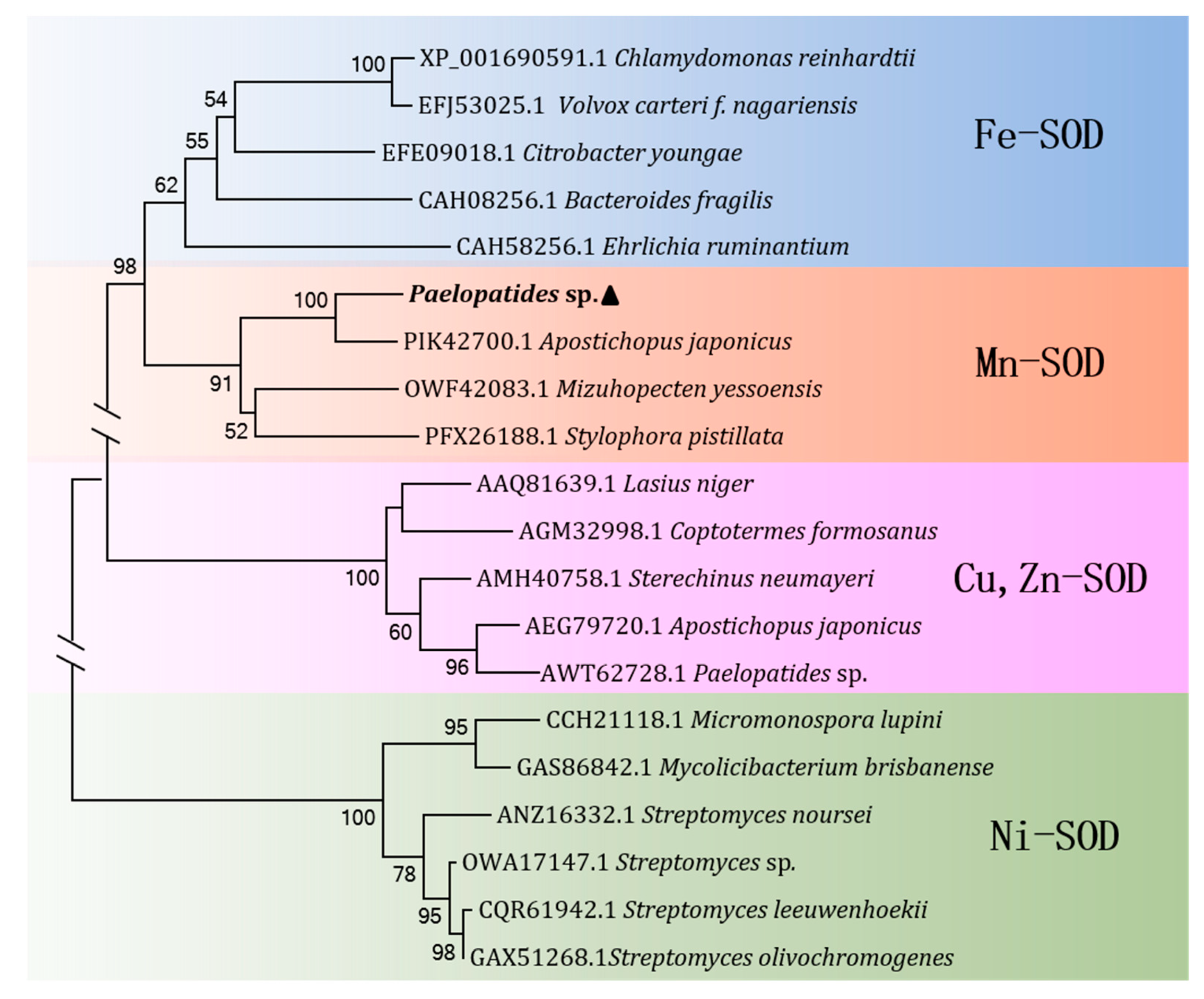Characteristics of a Novel Manganese Superoxide Dismutase of Characteristics of a Novel Manganese Superoxide Dismutase of