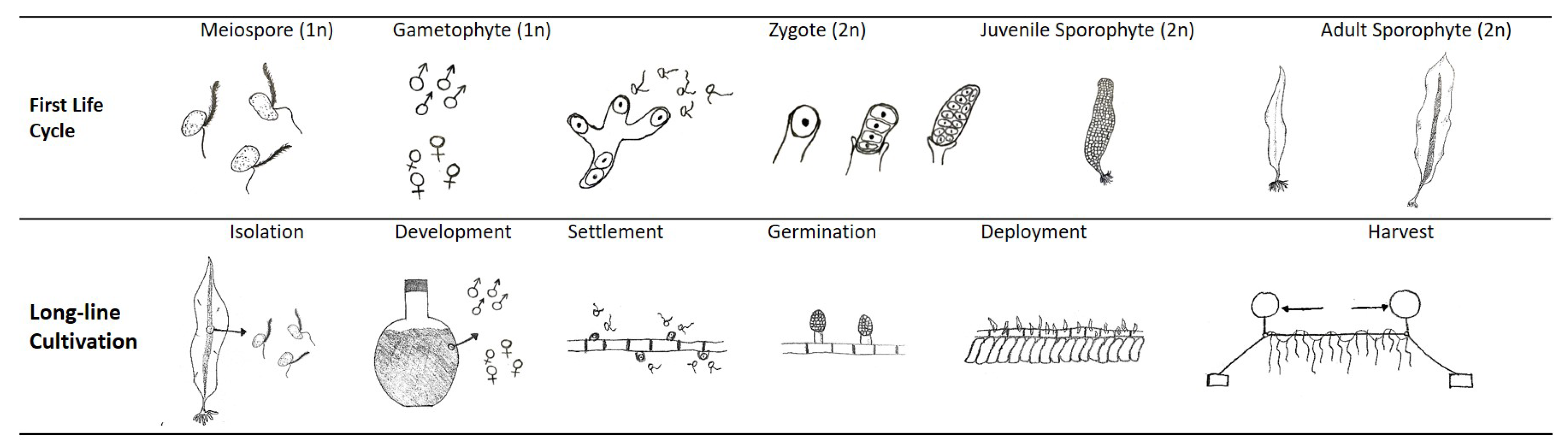 Marinedrugs 17 00107 g012