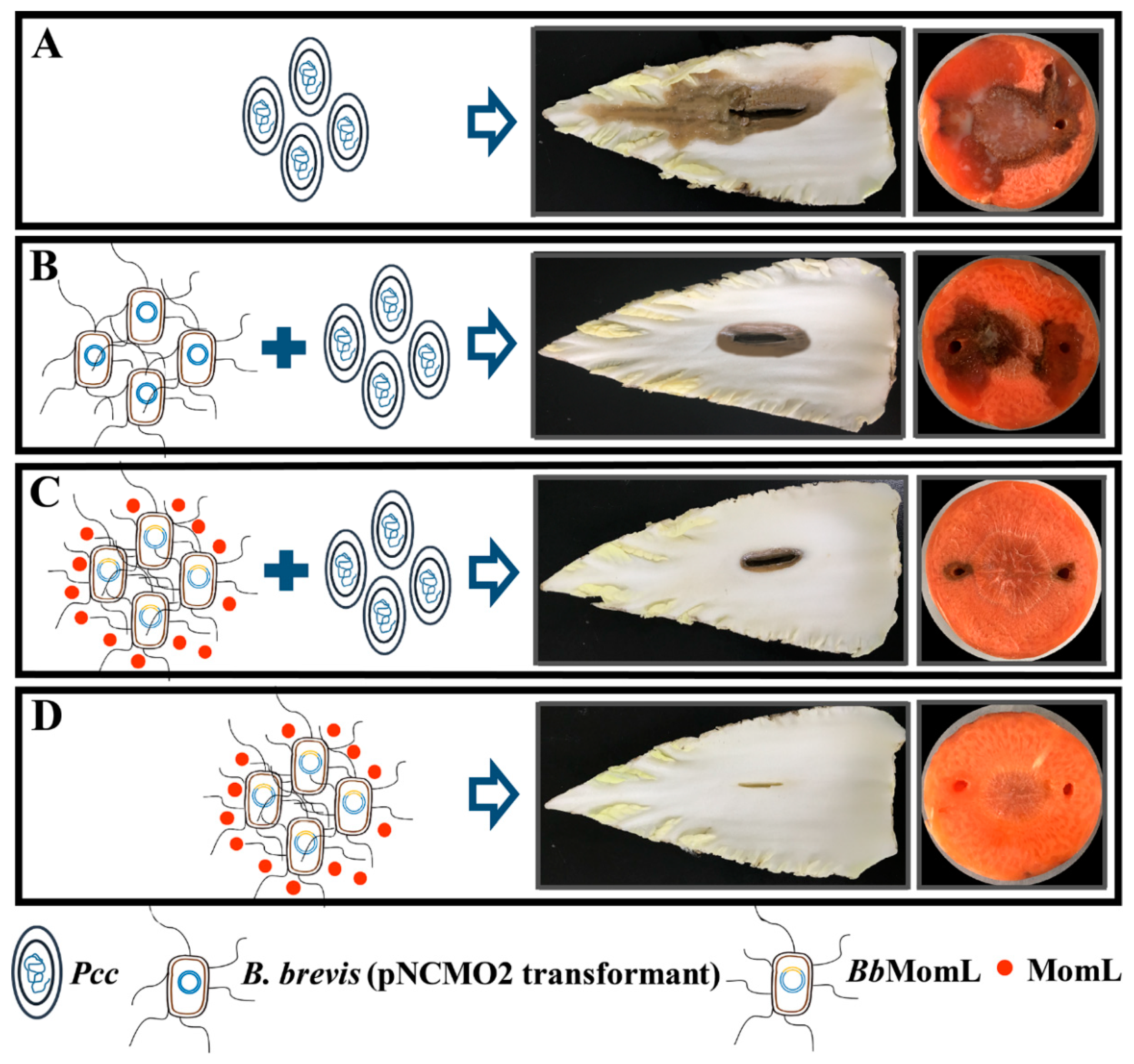 Marinedrugs 17 00128 g008 Marinedrugs 17 00128 g008