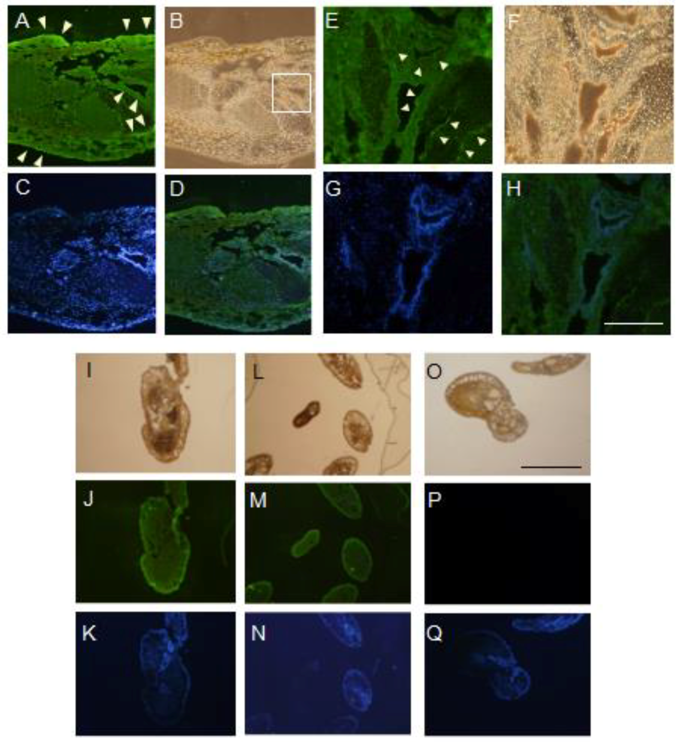 Marinedrugs 17 00136 g005 Marinedrugs 17 00136 g005