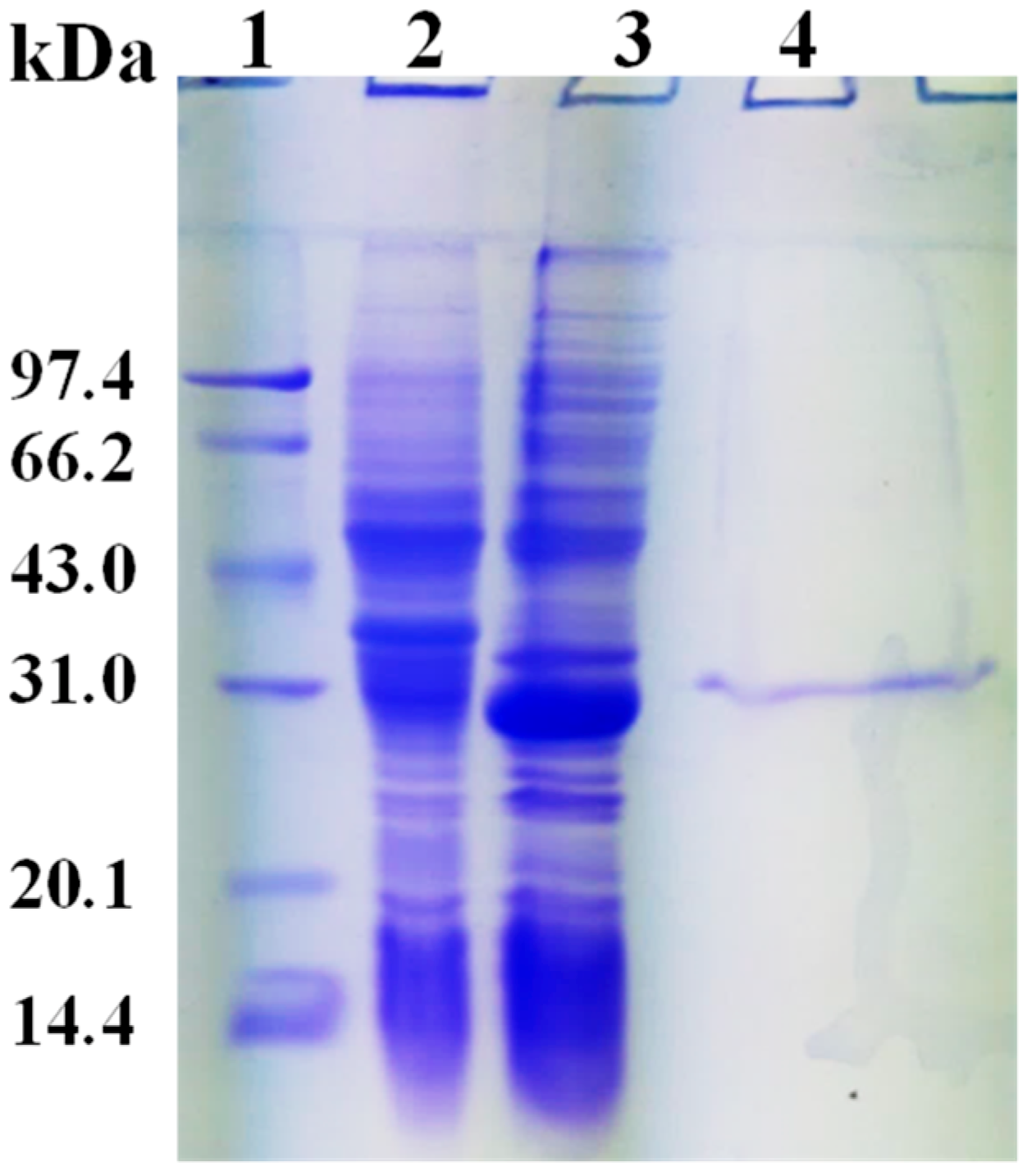 Marinedrugs 17 00147 g003 Marinedrugs 17 00147 g003