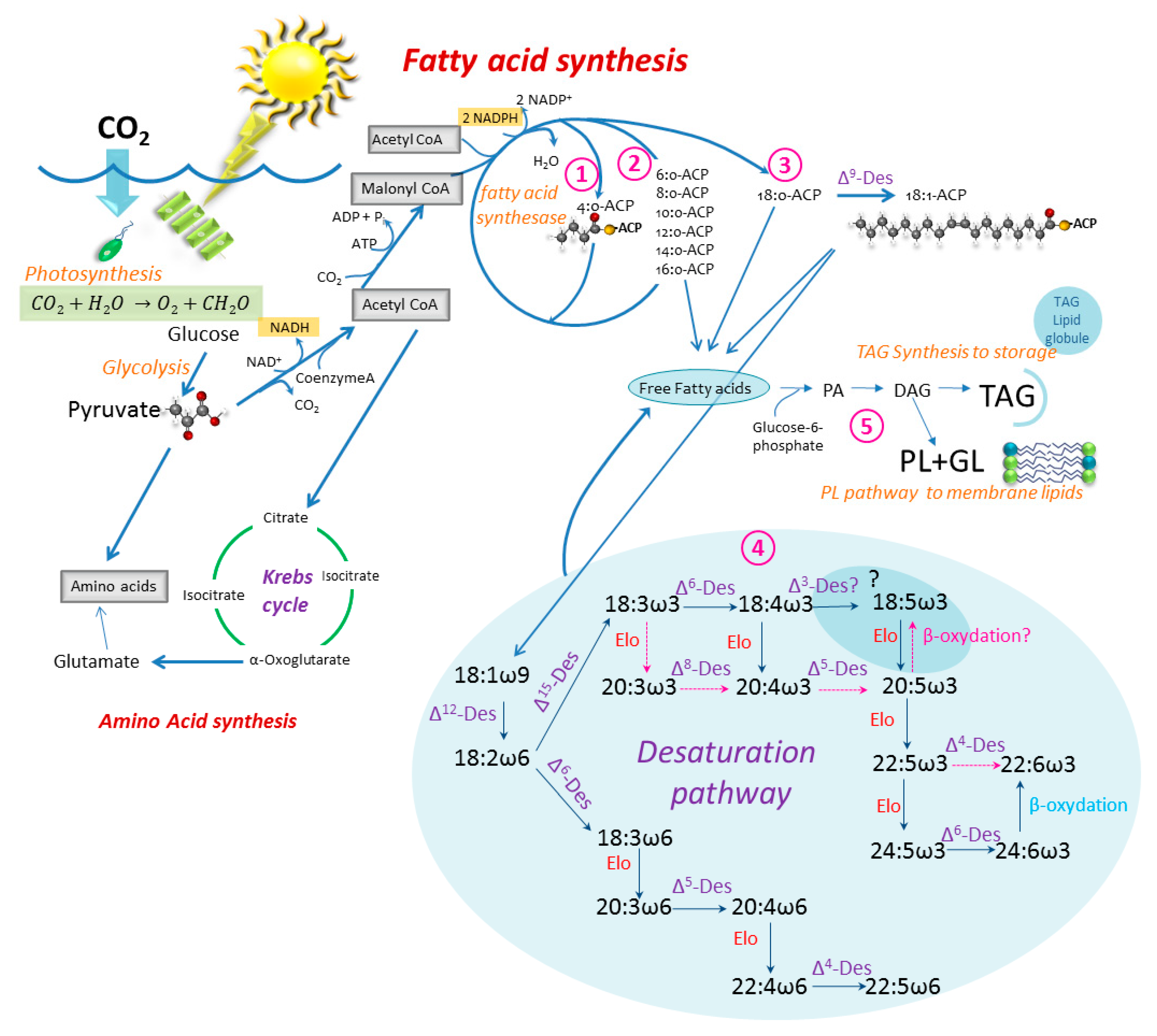 Атф и надф н. Fatty acid Synthesis. НАДФ В фотосинтезе. Фотосинтез схема световая фаза и темновая. Scheme of fatty acid Synthesis.