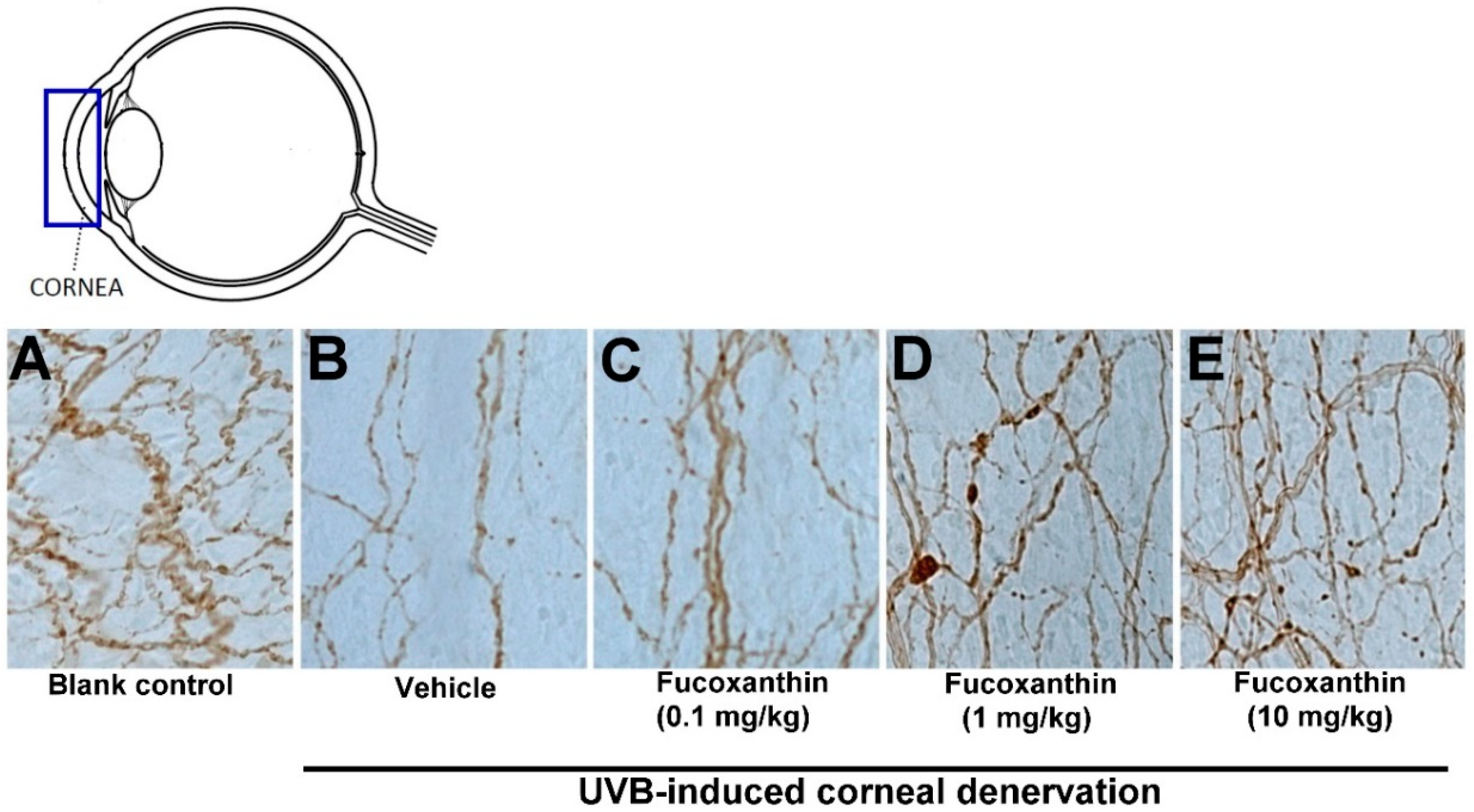 Marinedrugs 17 00152 g002 Marinedrugs 17 00152 g002