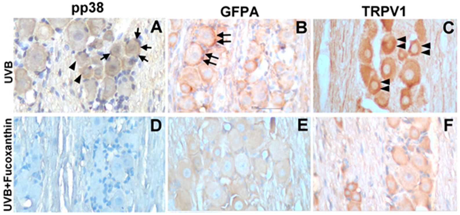 Marinedrugs 17 00152 g006 Marinedrugs 17 00152 g006