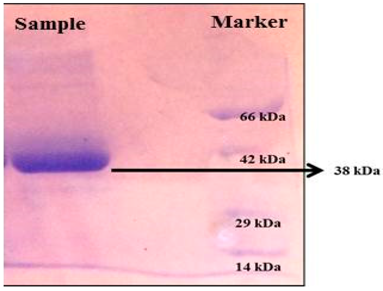 Marinedrugs 17 00164 g007 Marinedrugs 17 00164 g007