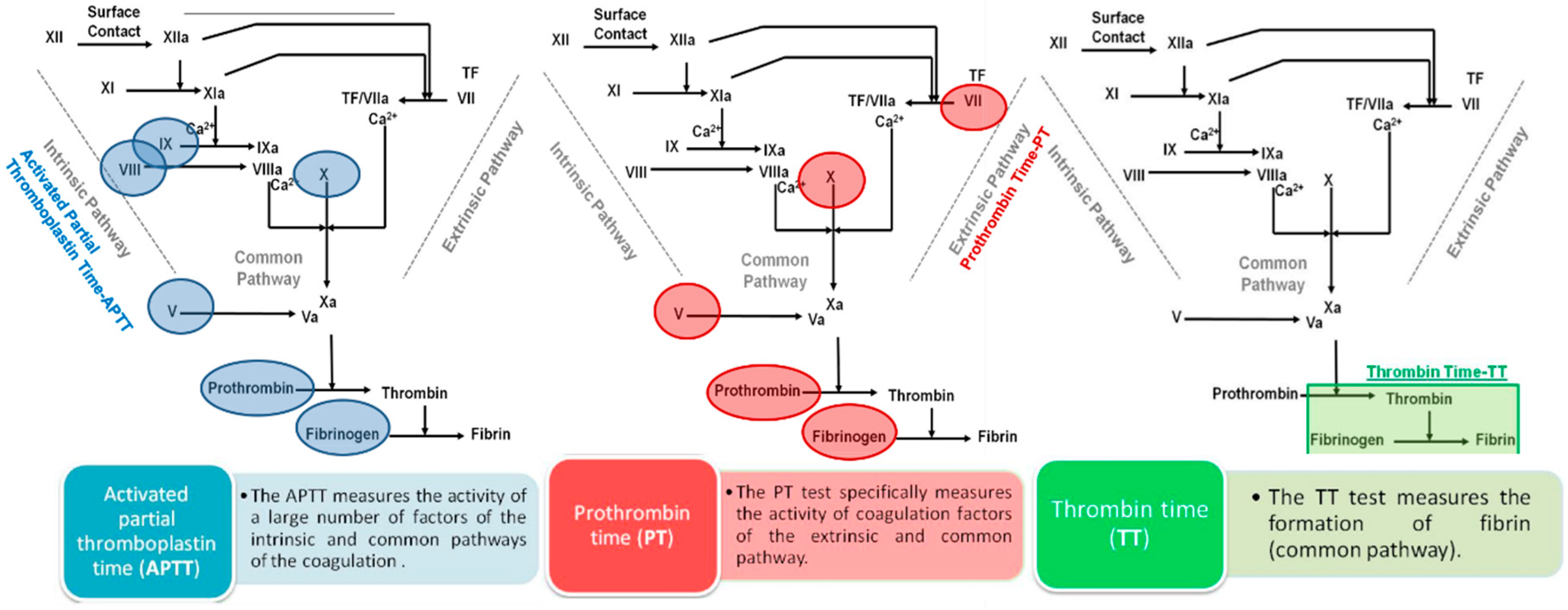 Marinedrugs 17 00170 g001 Marinedrugs 17 00170 g001