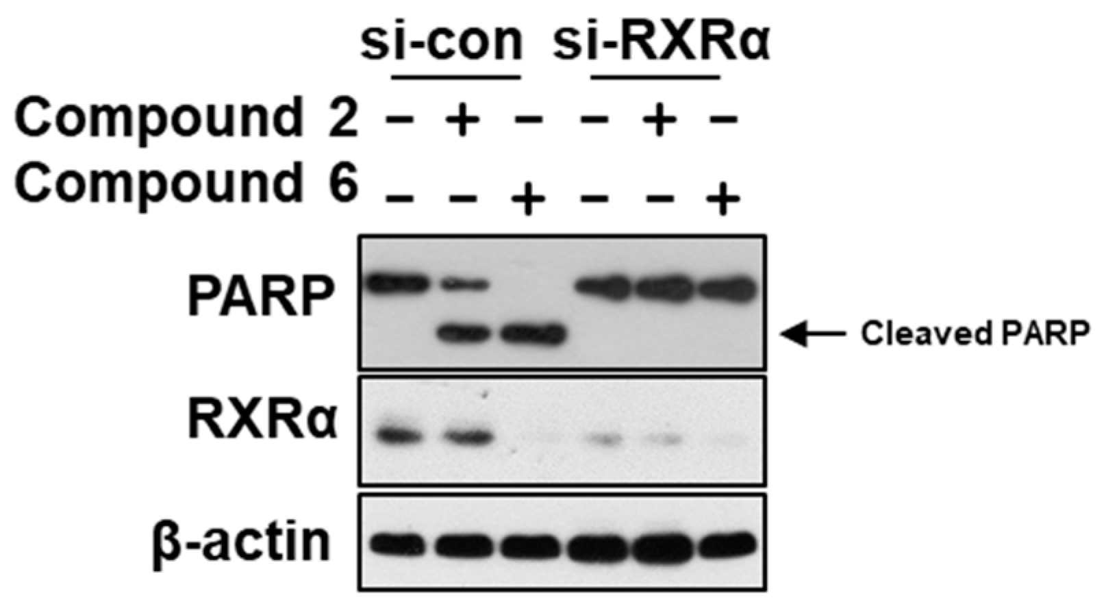 Marinedrugs 17 00178 g010