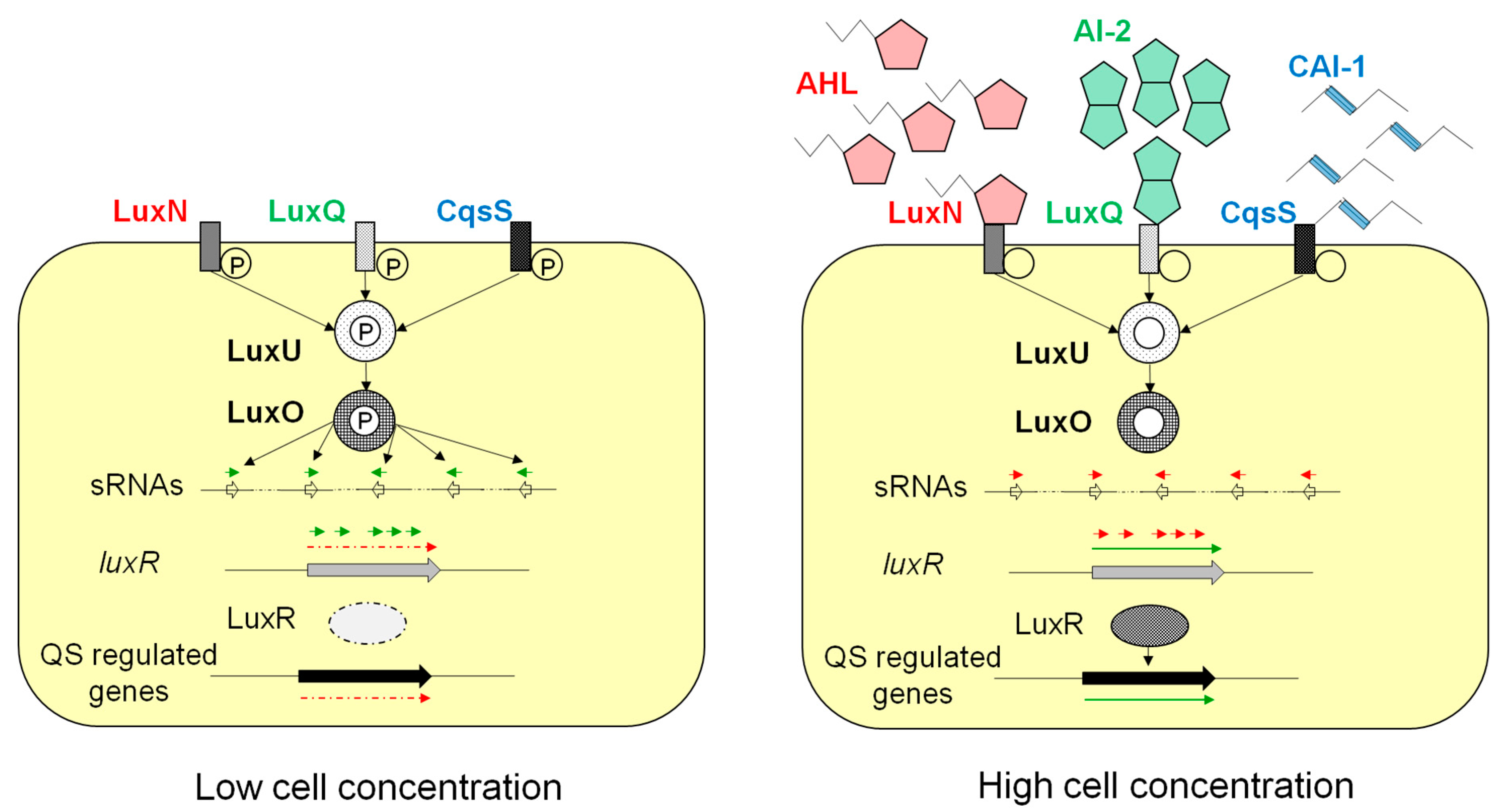 marine drugs free full text saline environments as a what is quorum sensing