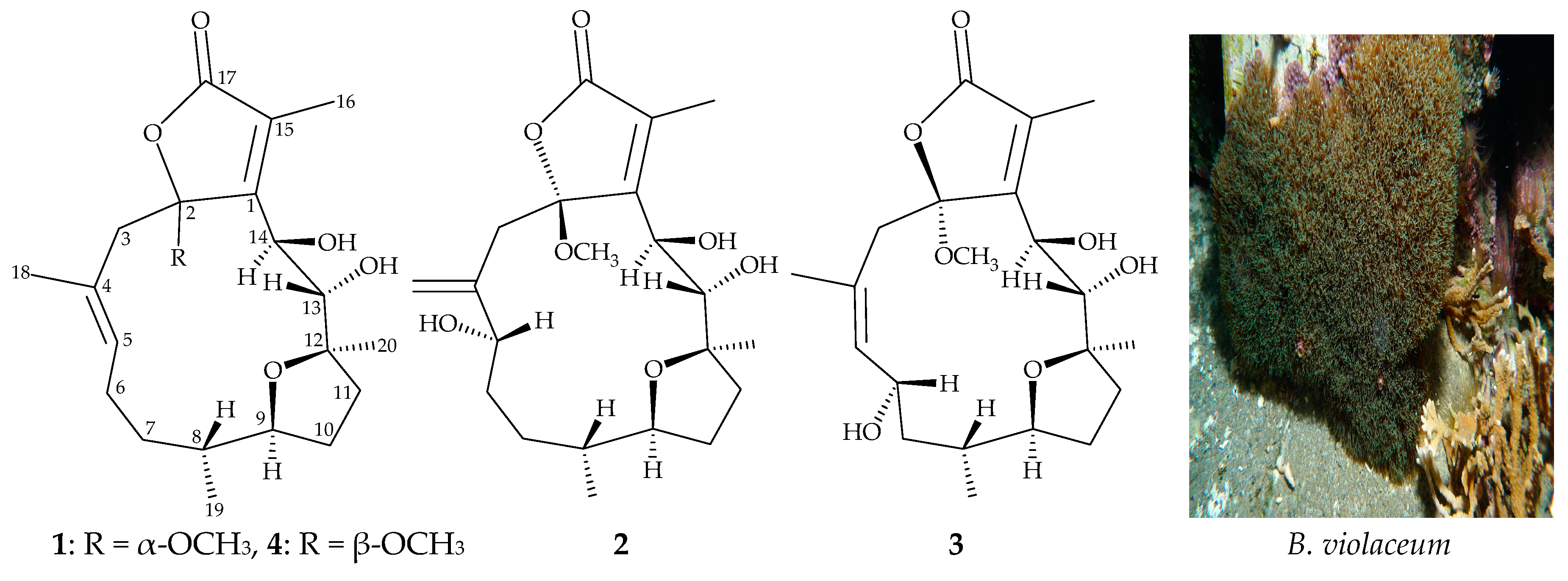 Marinedrugs 17 00214 g001 550
