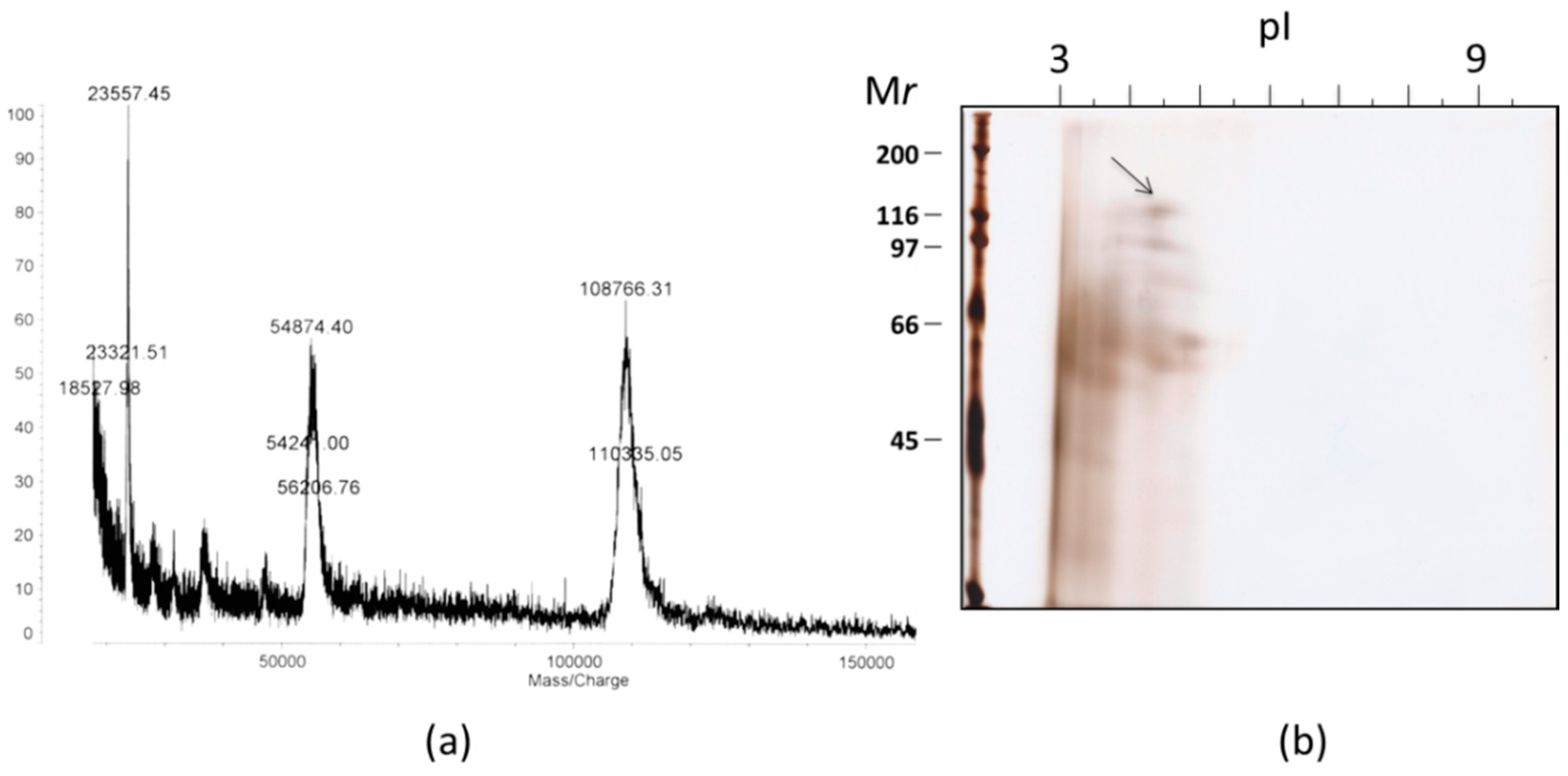 Marinedrugs 17 00216 g004 Marinedrugs 17 00216 g004