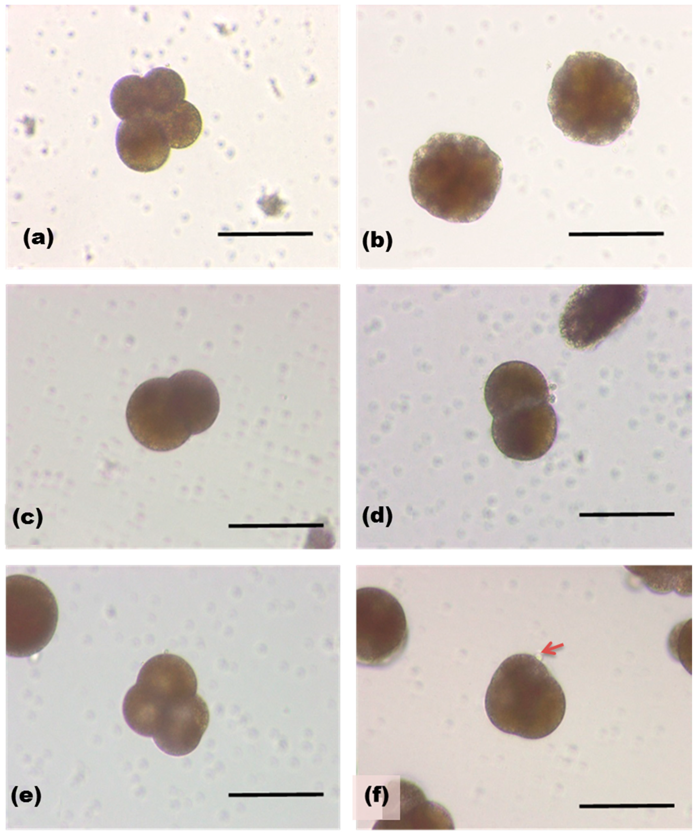 Marinedrugs 17 00216 g006 Marinedrugs 17 00216 g006