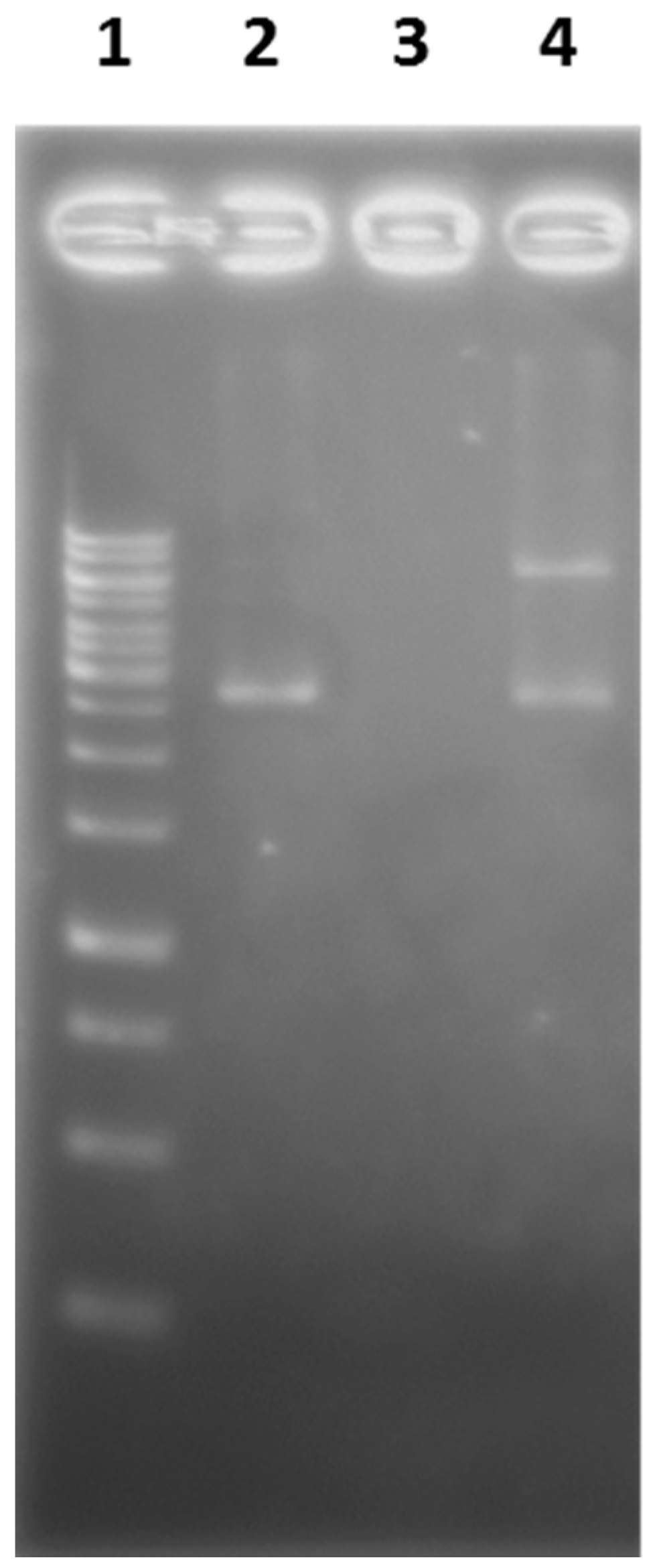 Marinedrugs 17 00216 g008 Marinedrugs 17 00216 g008