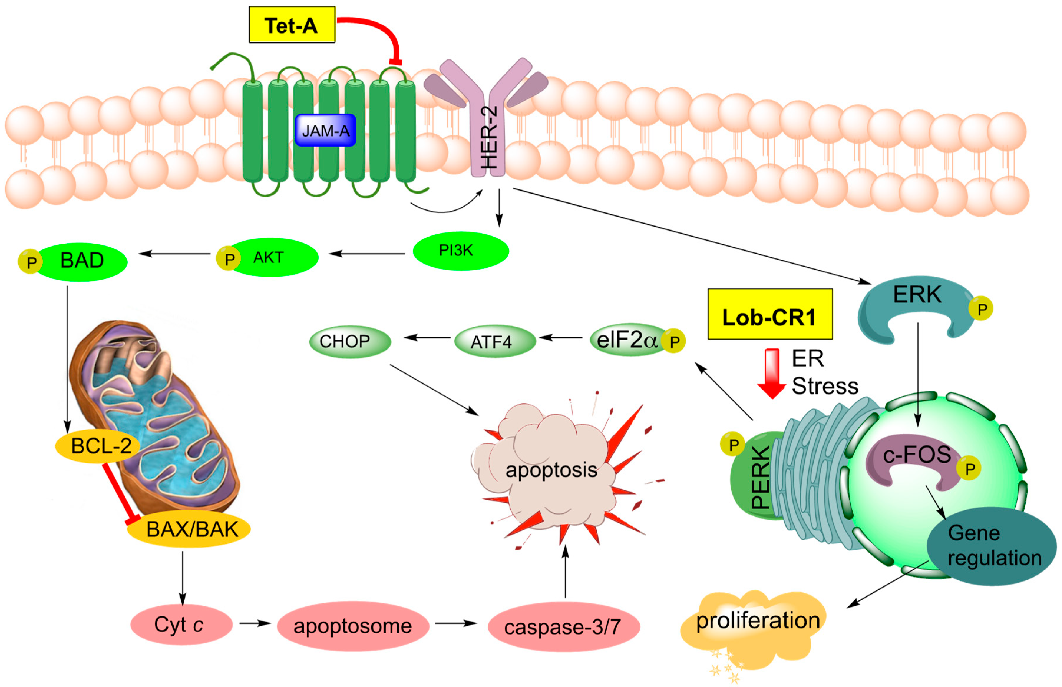 Marinedrugs 17 00232 g009 Marinedrugs 17 00232 g009