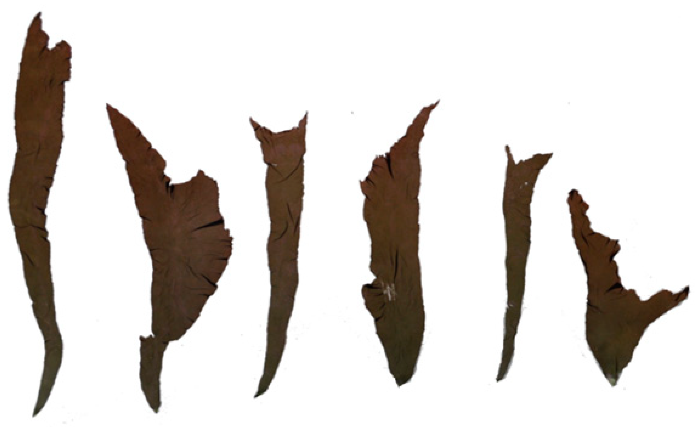 Marinedrugs 17 00284 g001 Marinedrugs 17 00284 g001