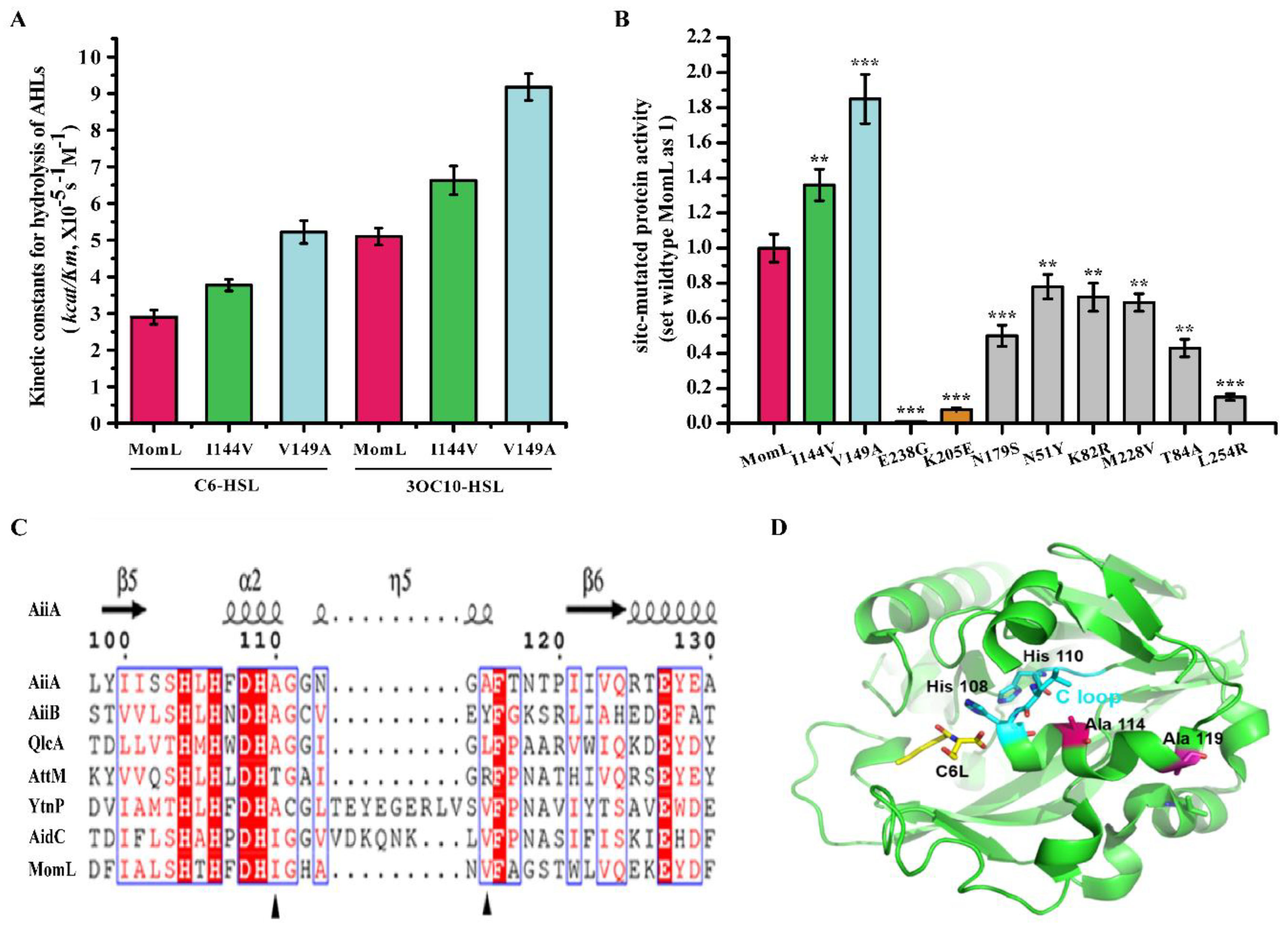 Comparison of AaL active site with AiiA, AiiB, and AidC. (A)