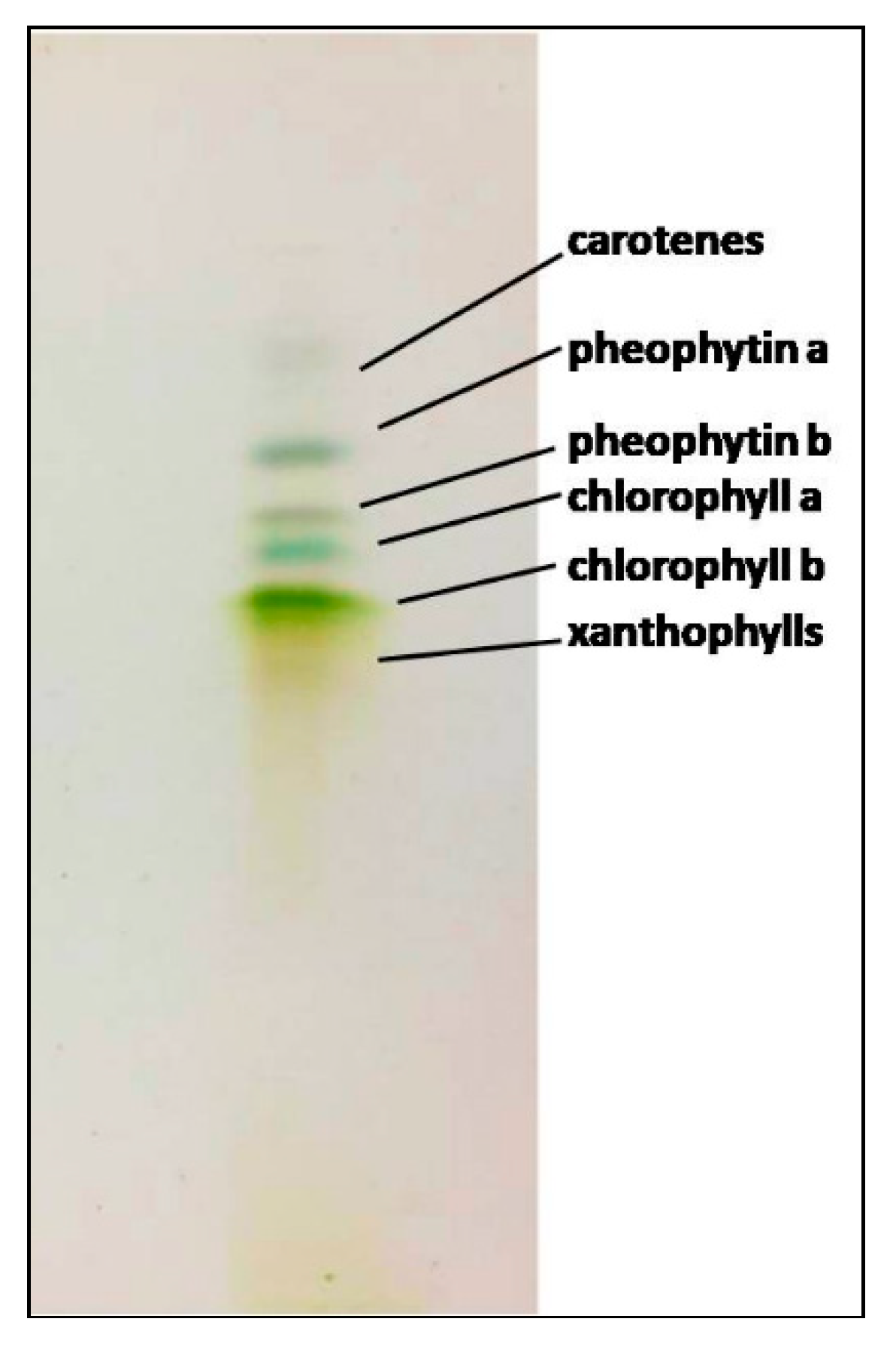 Marinedrugs 17 00313 g004 Marinedrugs 17 00313 g004