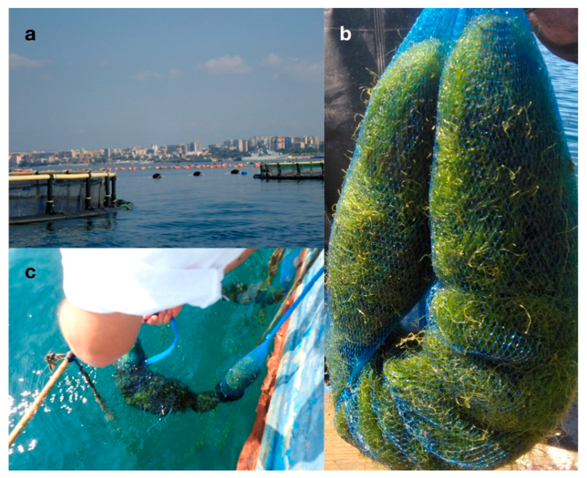 Marinedrugs 17 00313 g005 Marinedrugs 17 00313 g005