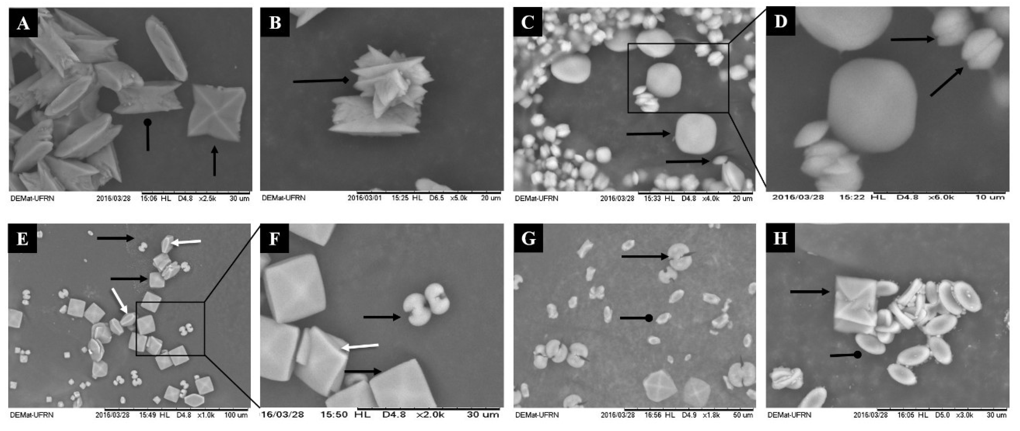 Marinedrugs 17 00326 g003 Marinedrugs 17 00326 g003