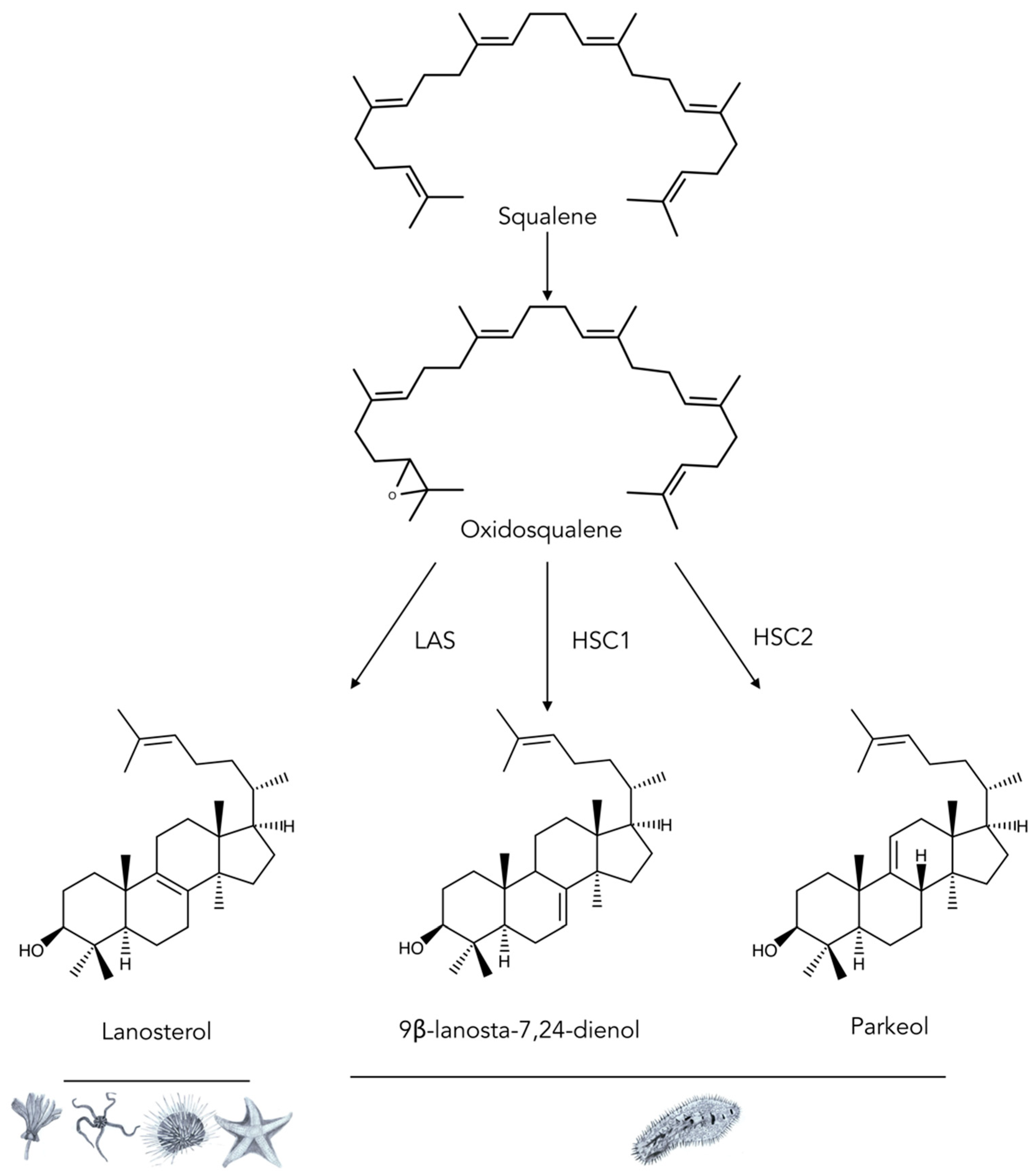 Marinedrugs 17 00352 g008