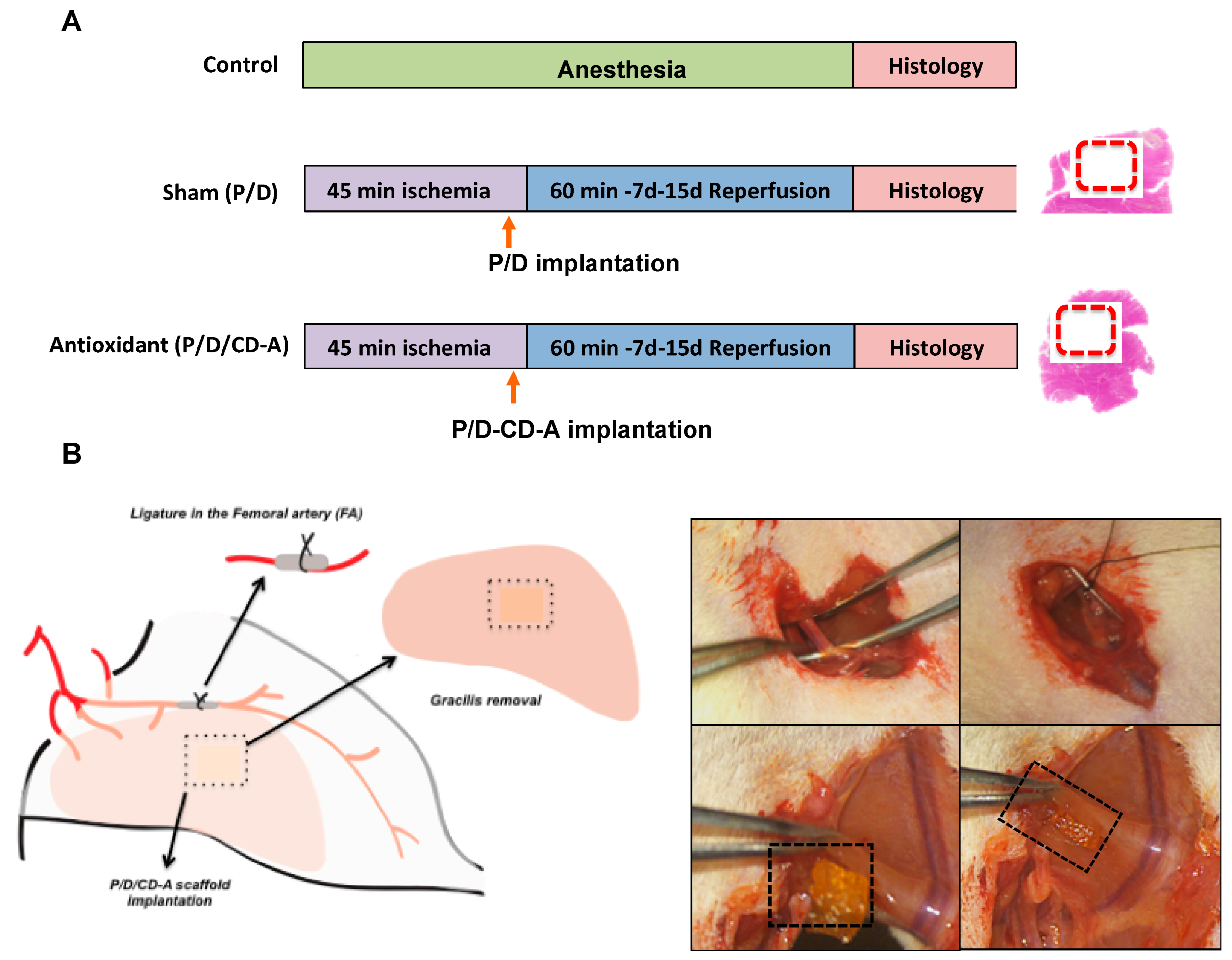 Marinedrugs 17 00354 g003 Marinedrugs 17 00354 g003