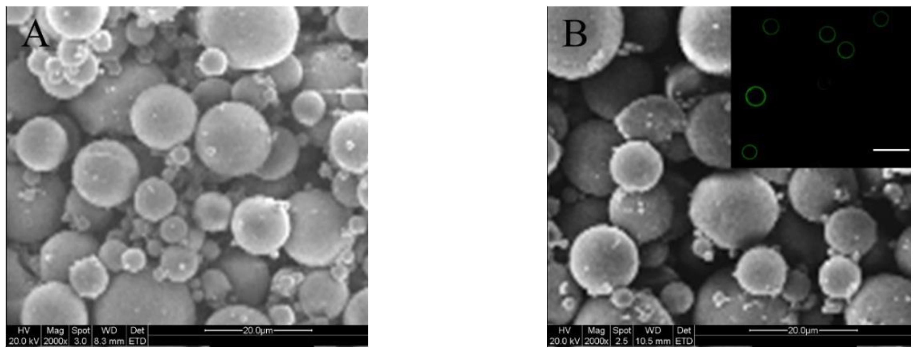 Marinedrugs 17 00365 g002 Marinedrugs 17 00365 g002