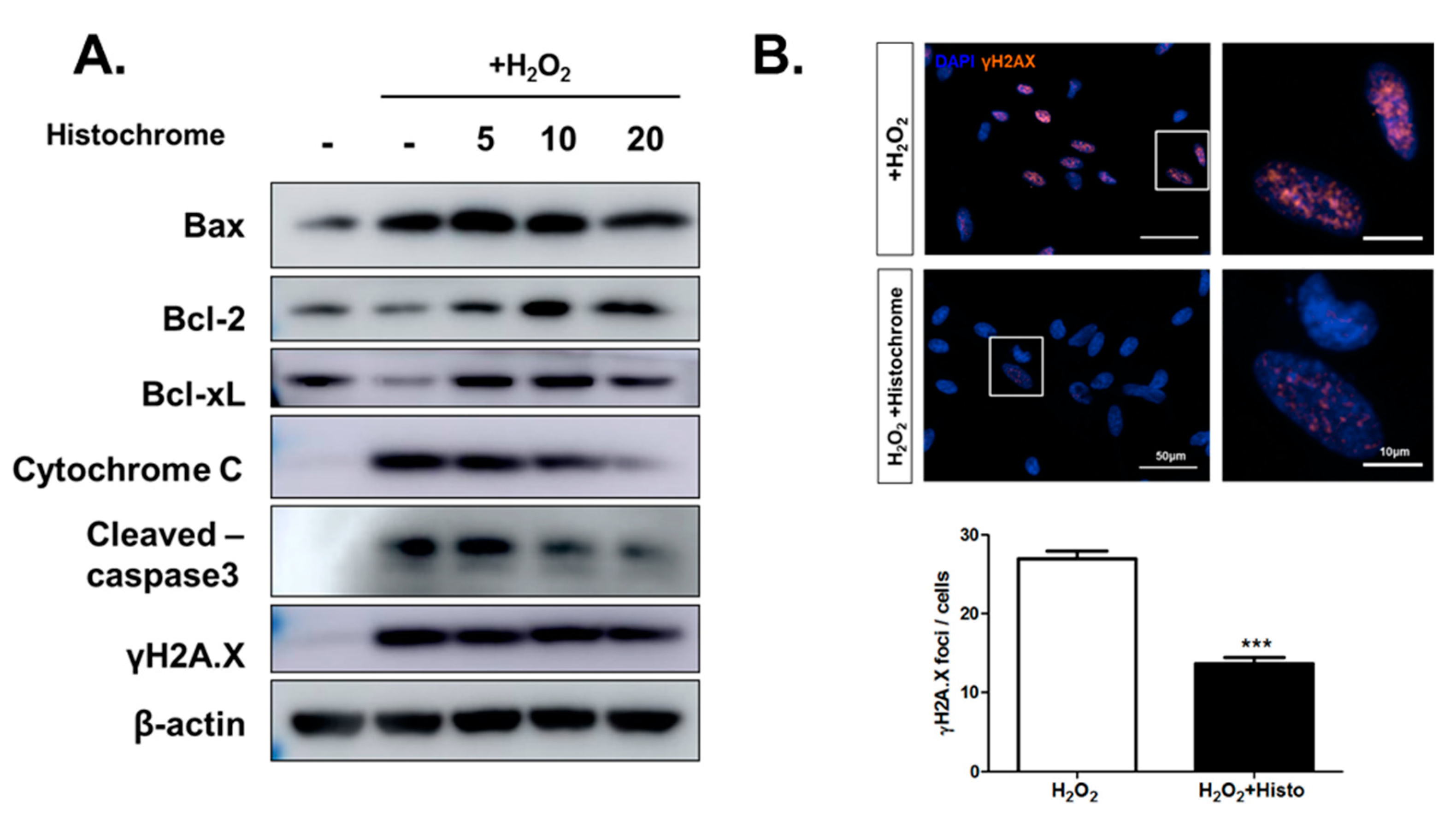 Marinedrugs 17 00368 g004