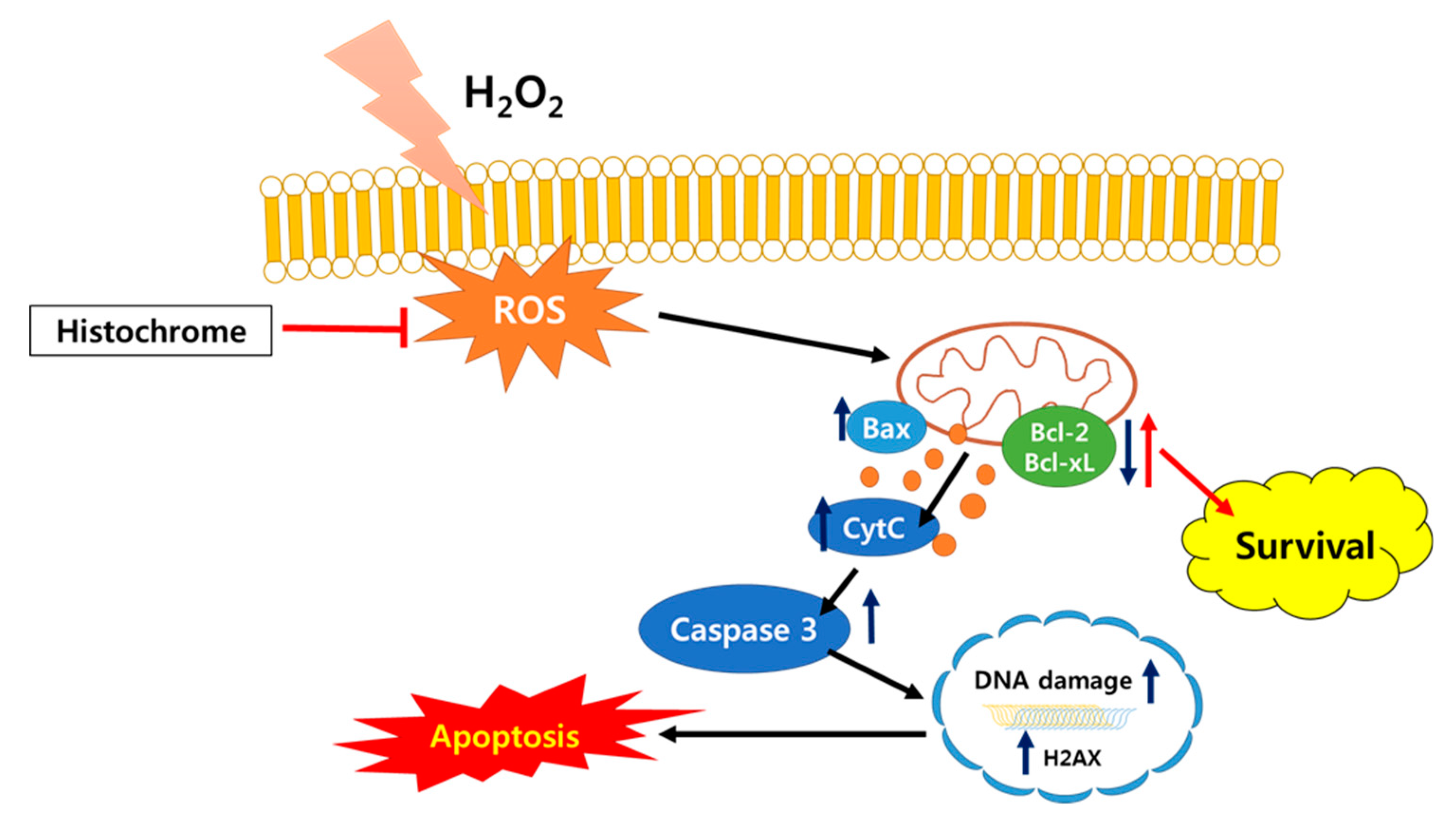 Marinedrugs 17 00368 g006