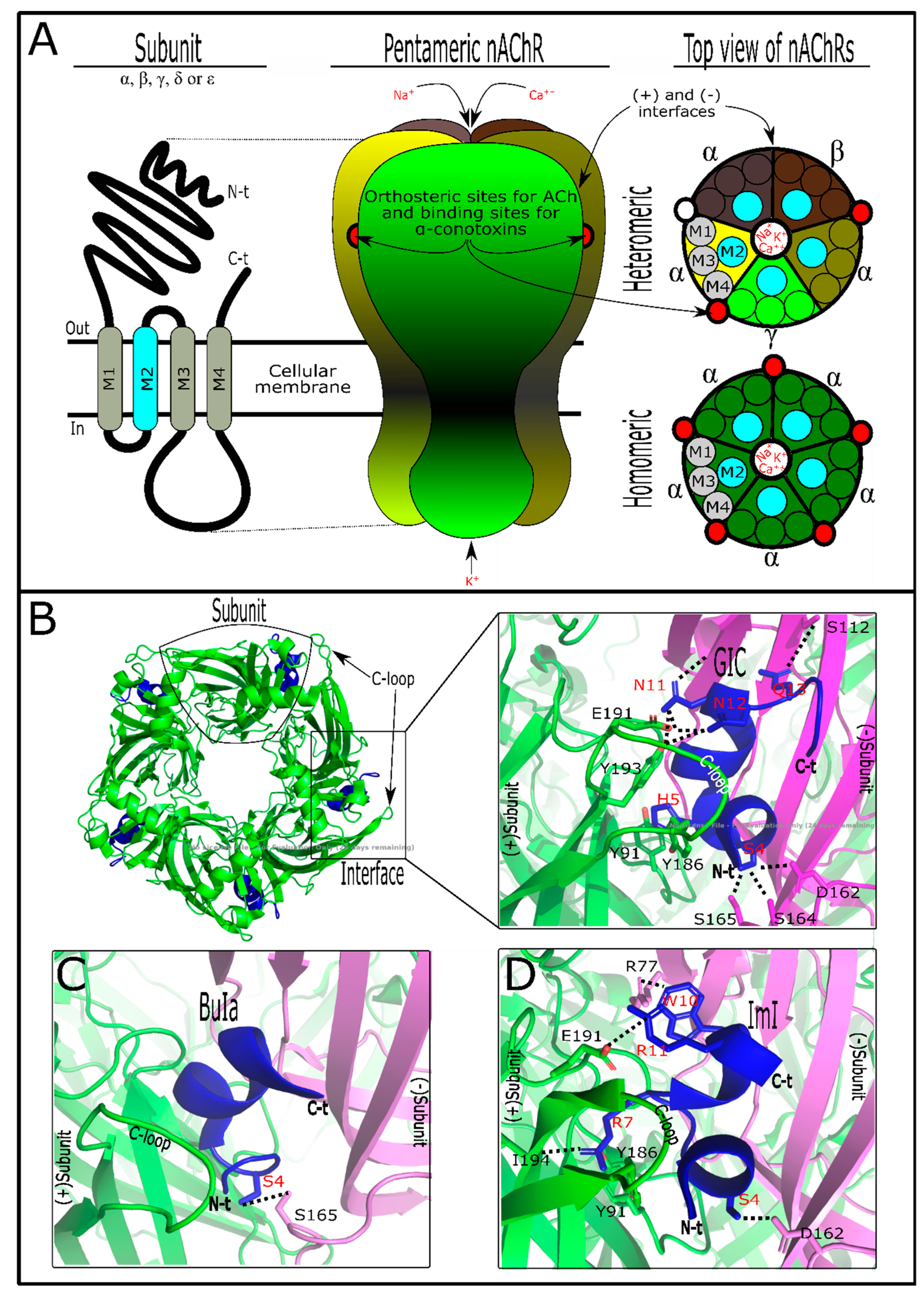 Marinedrugs 17 00370 g001 Marinedrugs 17 00370 g001