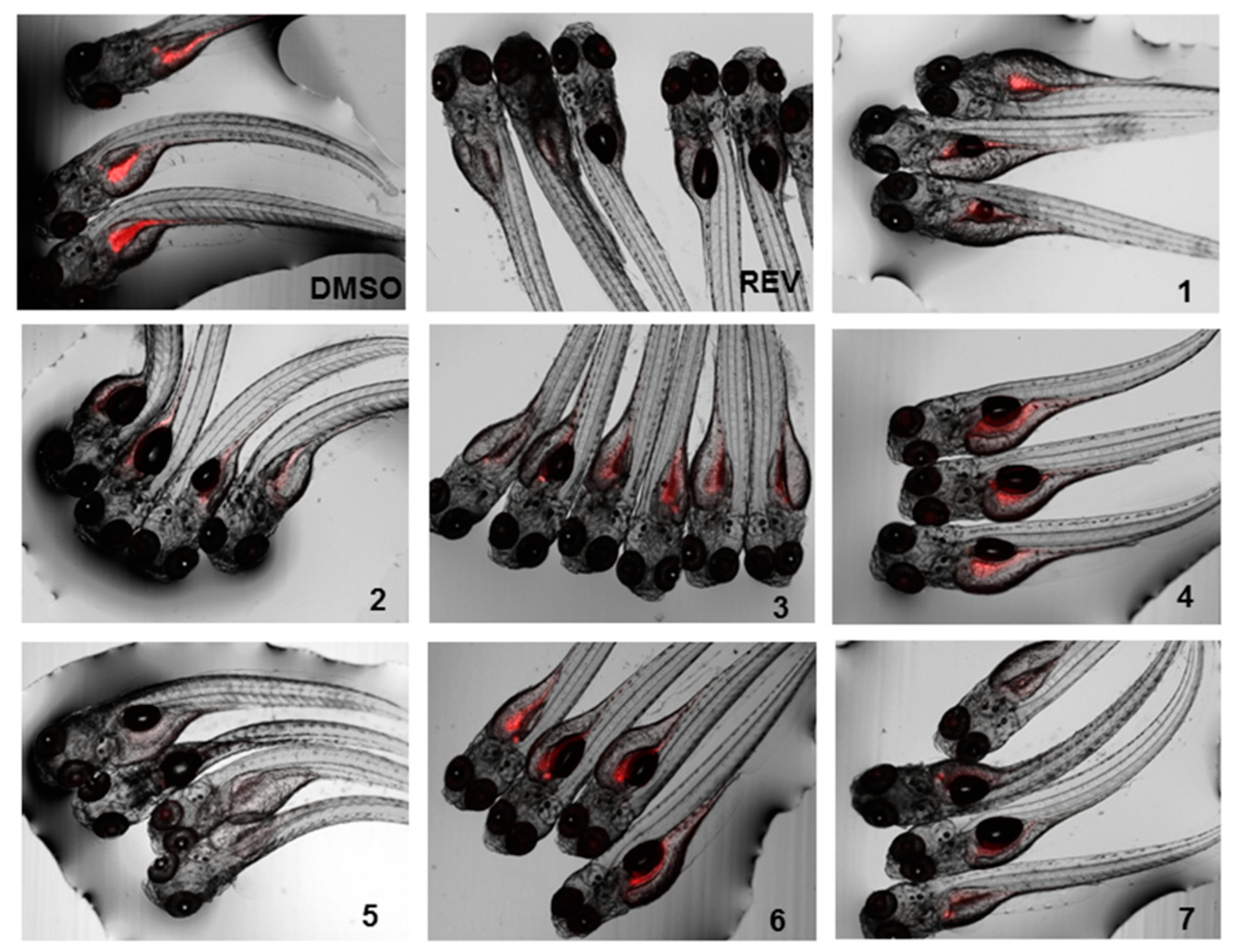 Marinedrugs 17 00375 g006 Marinedrugs 17 00375 g006