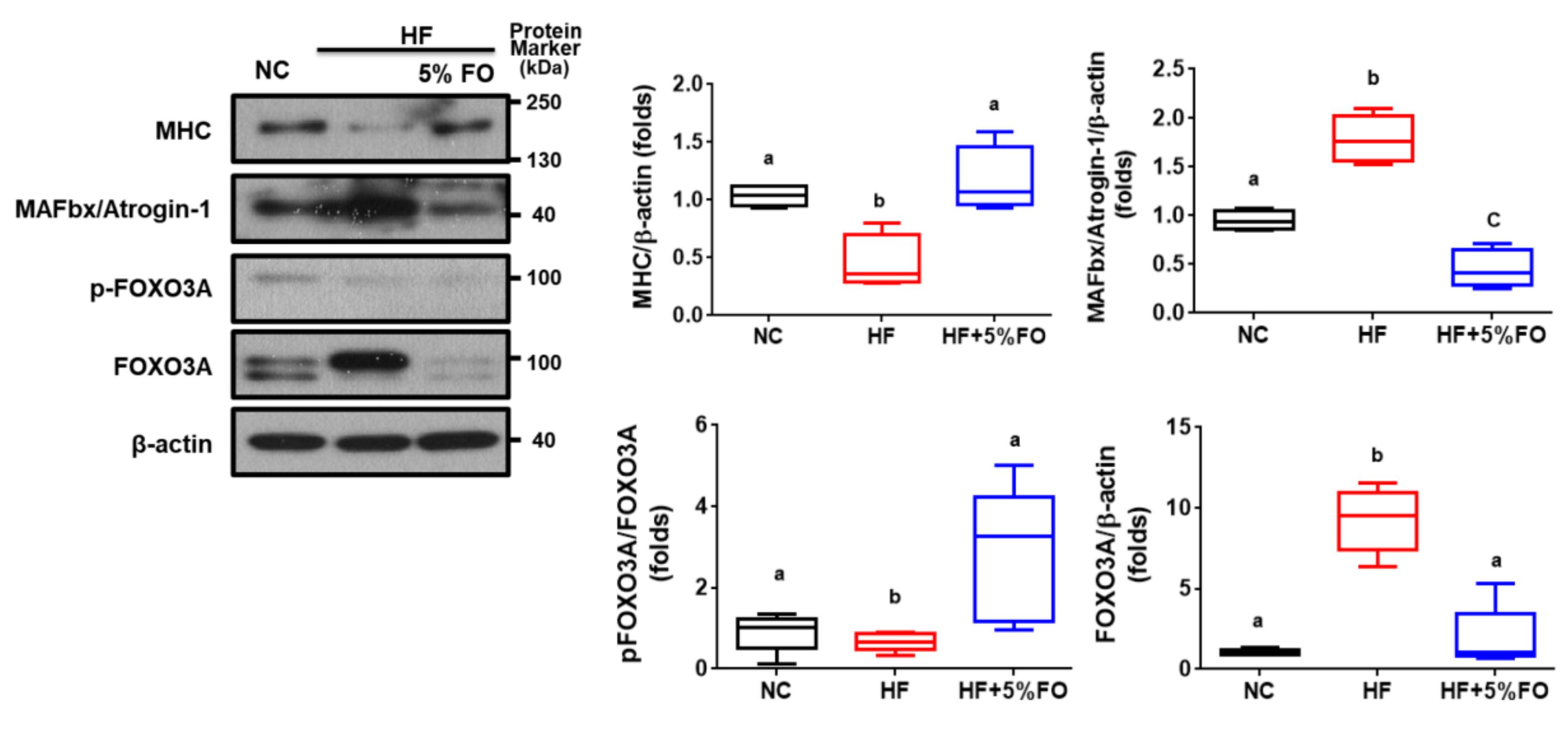 Marinedrugs 17 00380 g003 Marinedrugs 17 00380 g003