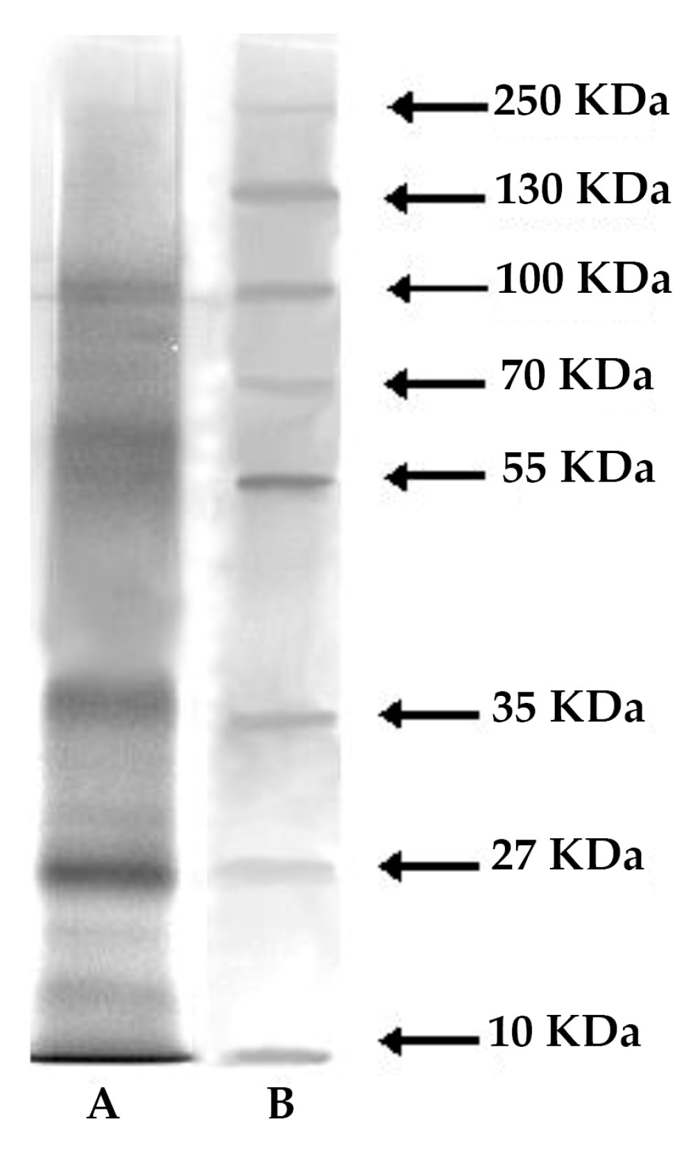 Marinedrugs 17 00396 g007 Marinedrugs 17 00396 g007